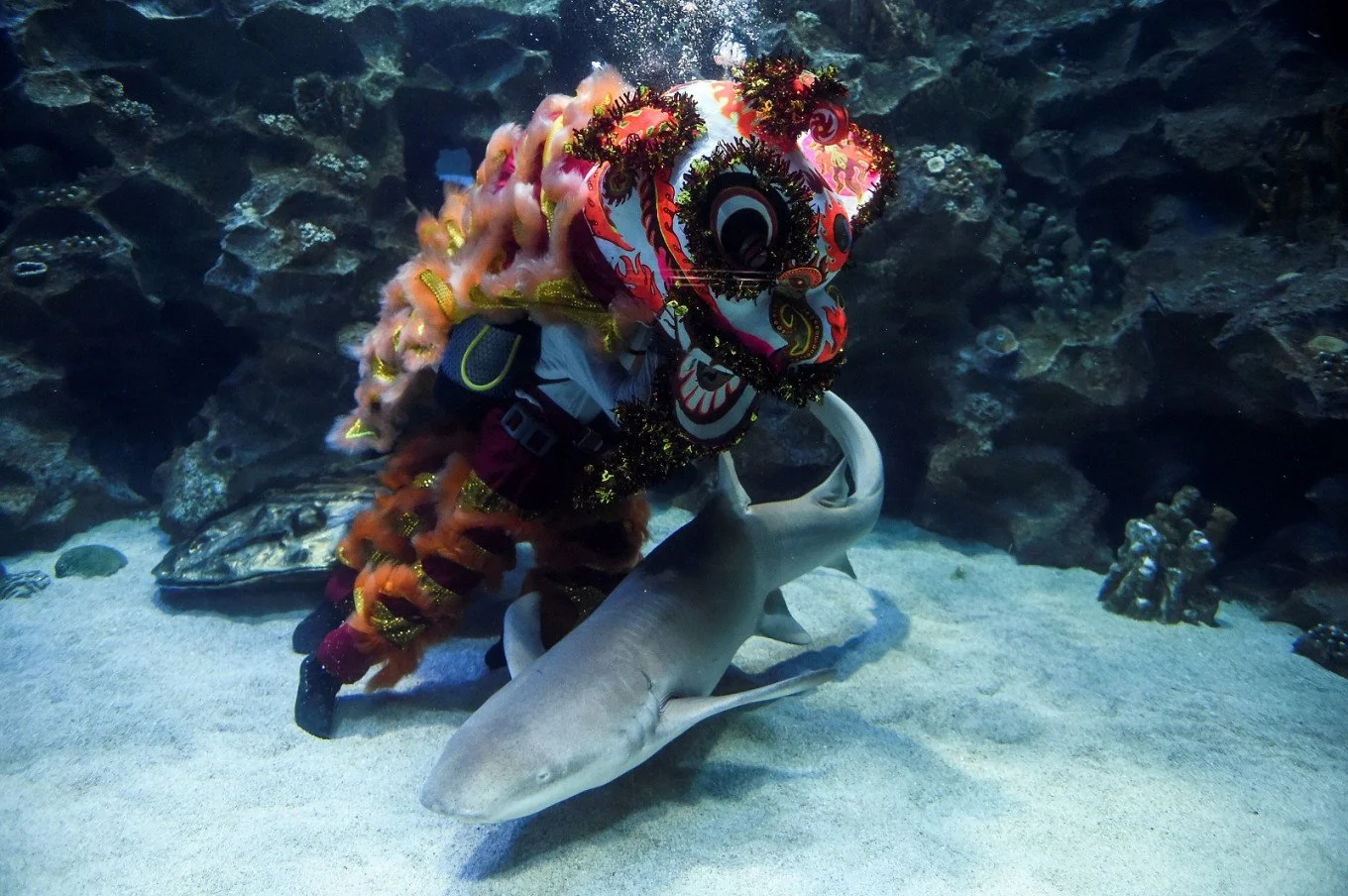 A scuba diver performing a lion dance inside a tank surrounded by manta rays.