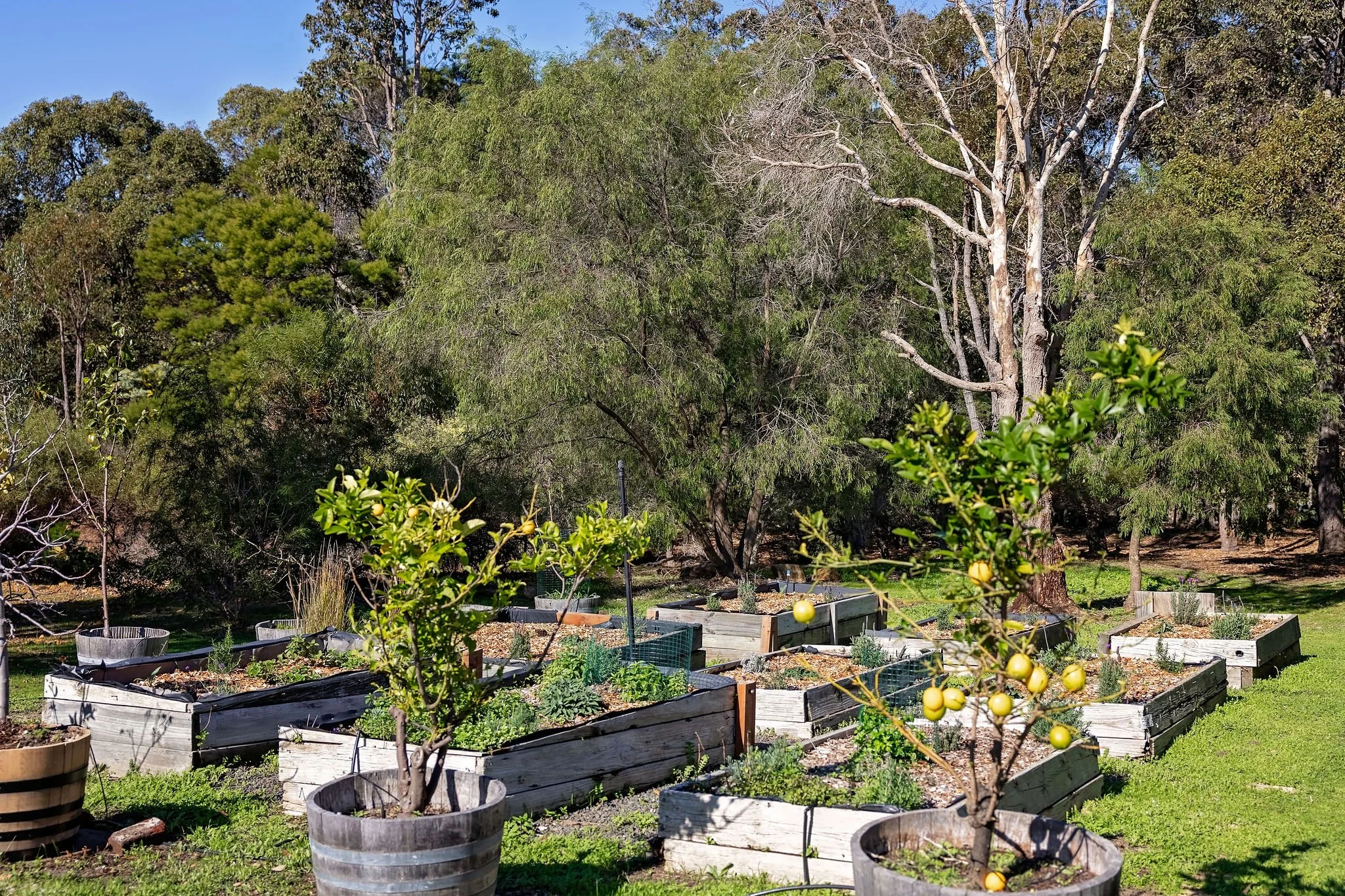 Lochinvar22_VeggiePatch-1.jpg