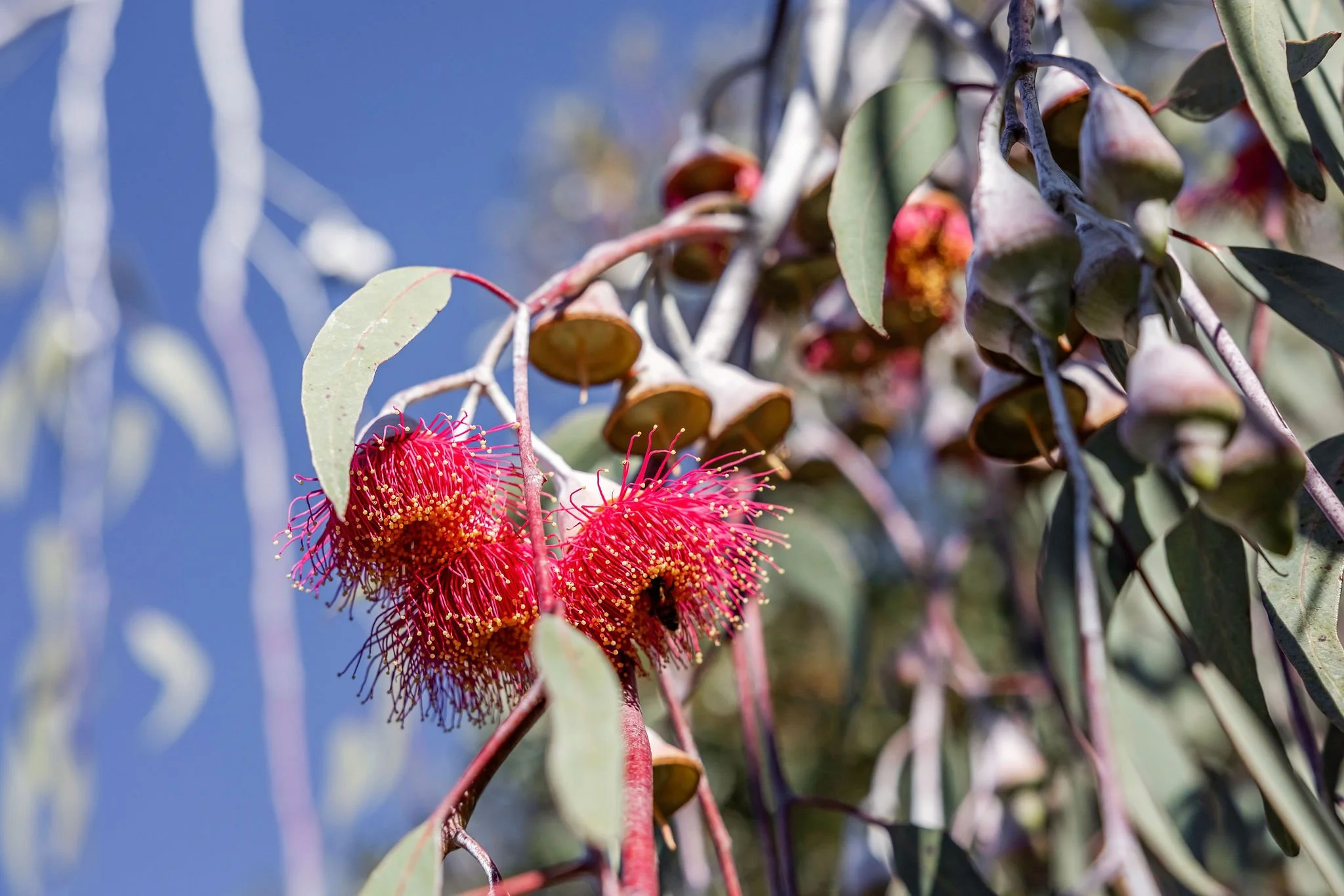 Lochinvar22_Flora-4.jpg
