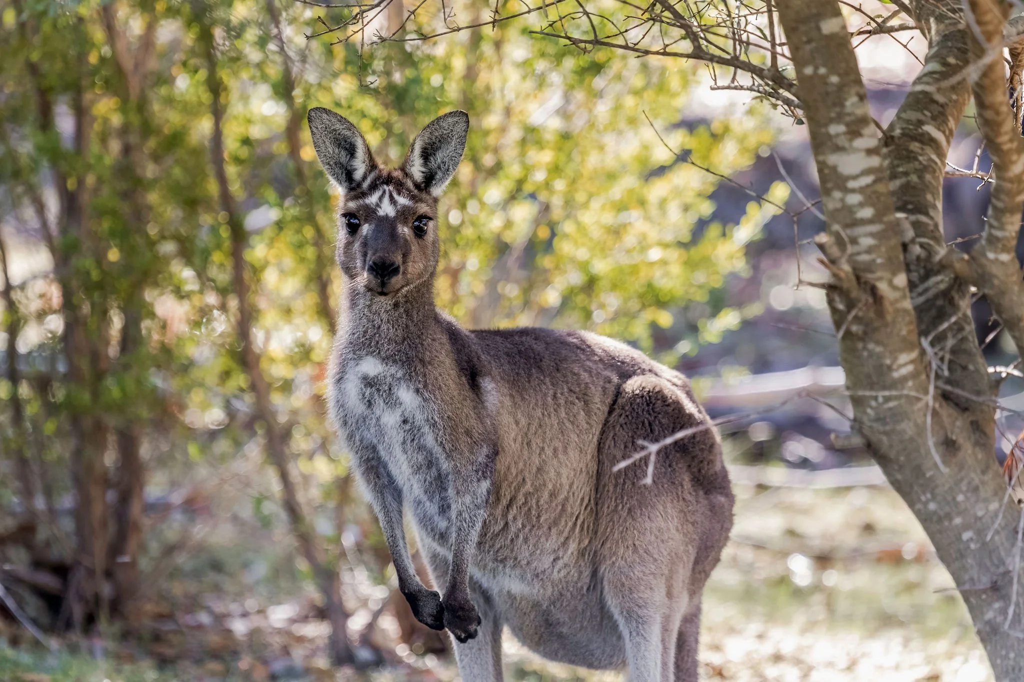 Lochinvar22_Kangaroos-1.jpg