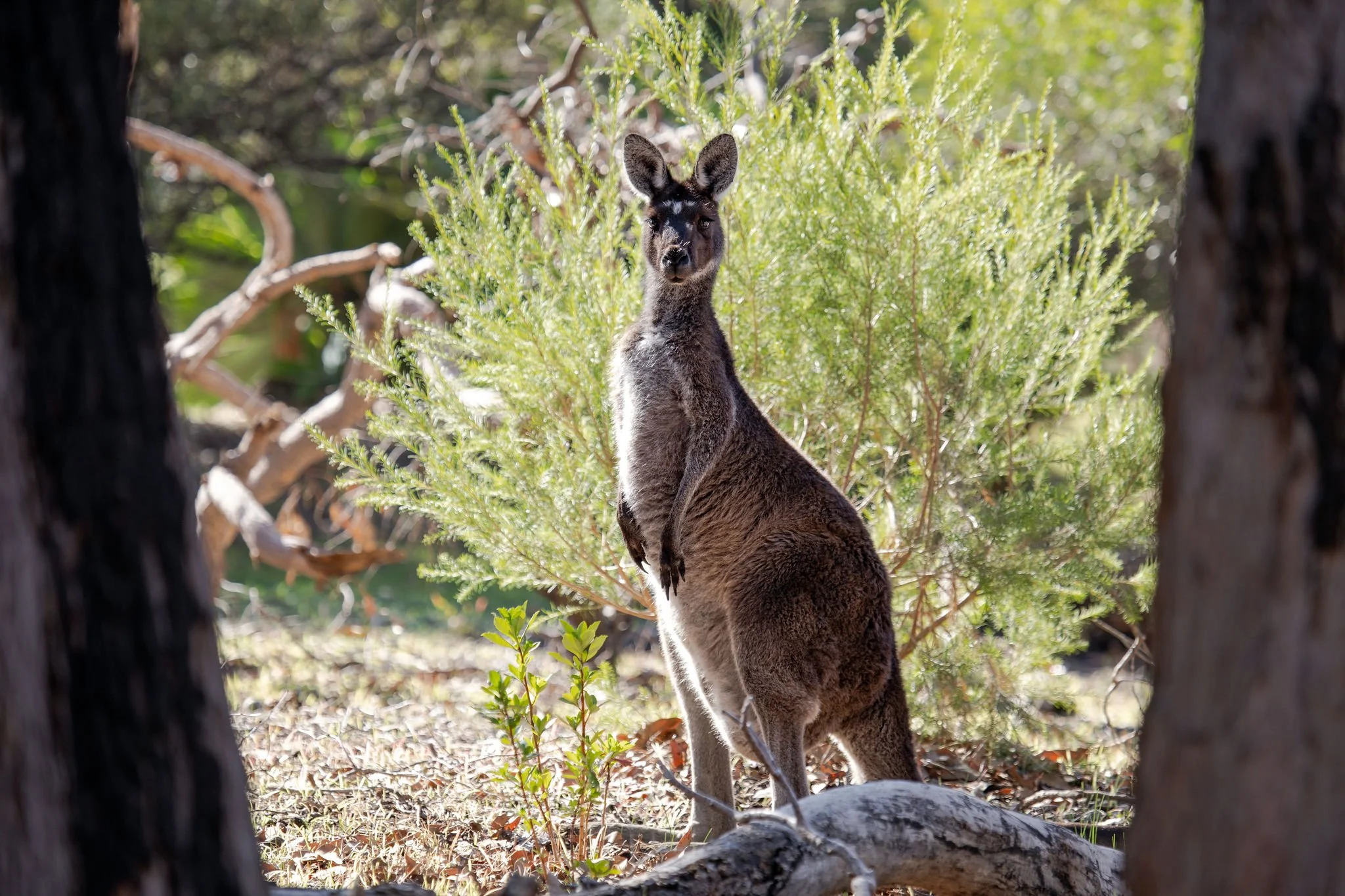 Lochinvar22_Kangaroos-3.jpg