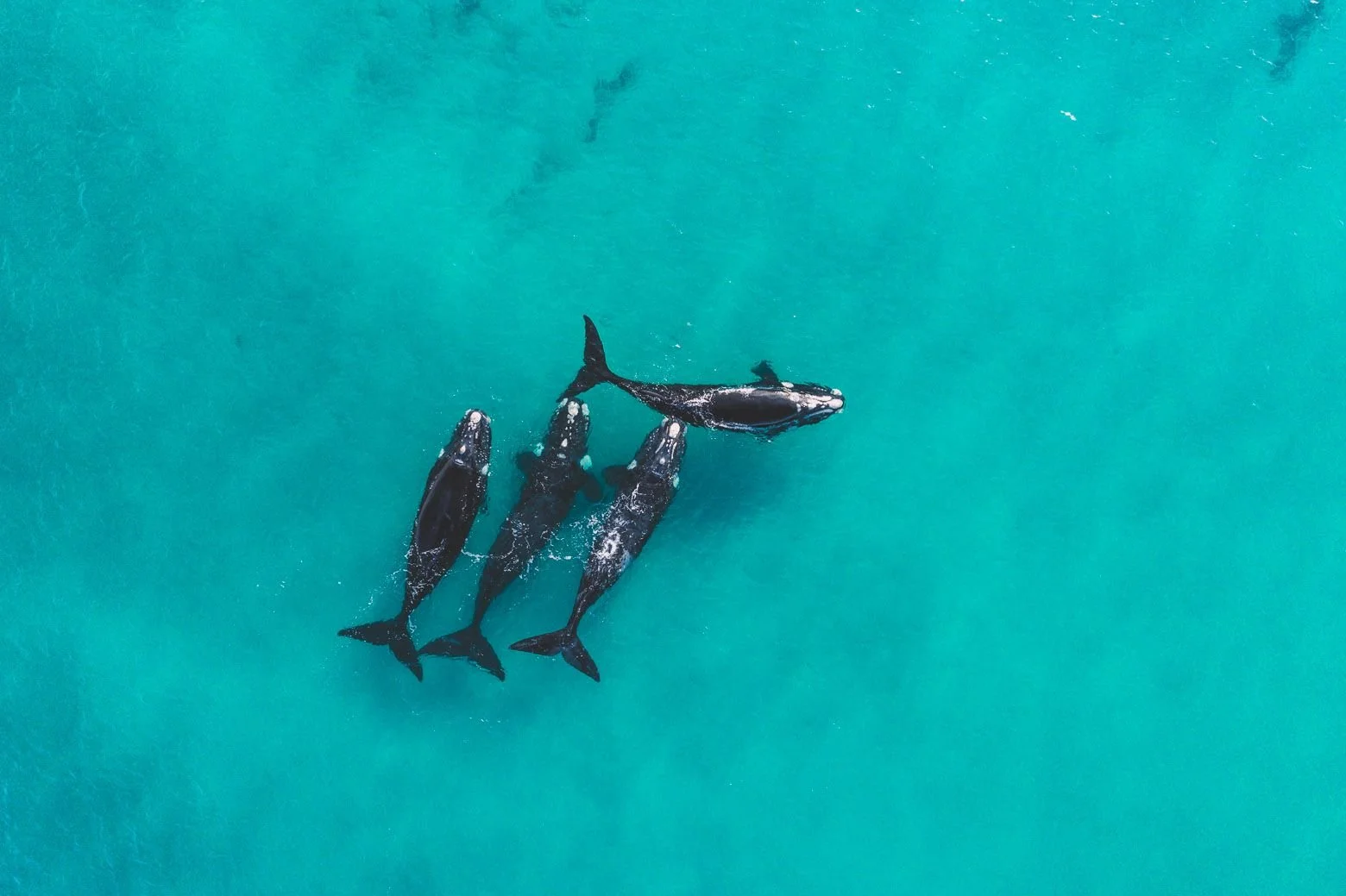 Experience the Magic of Whale Season in Dunsborough