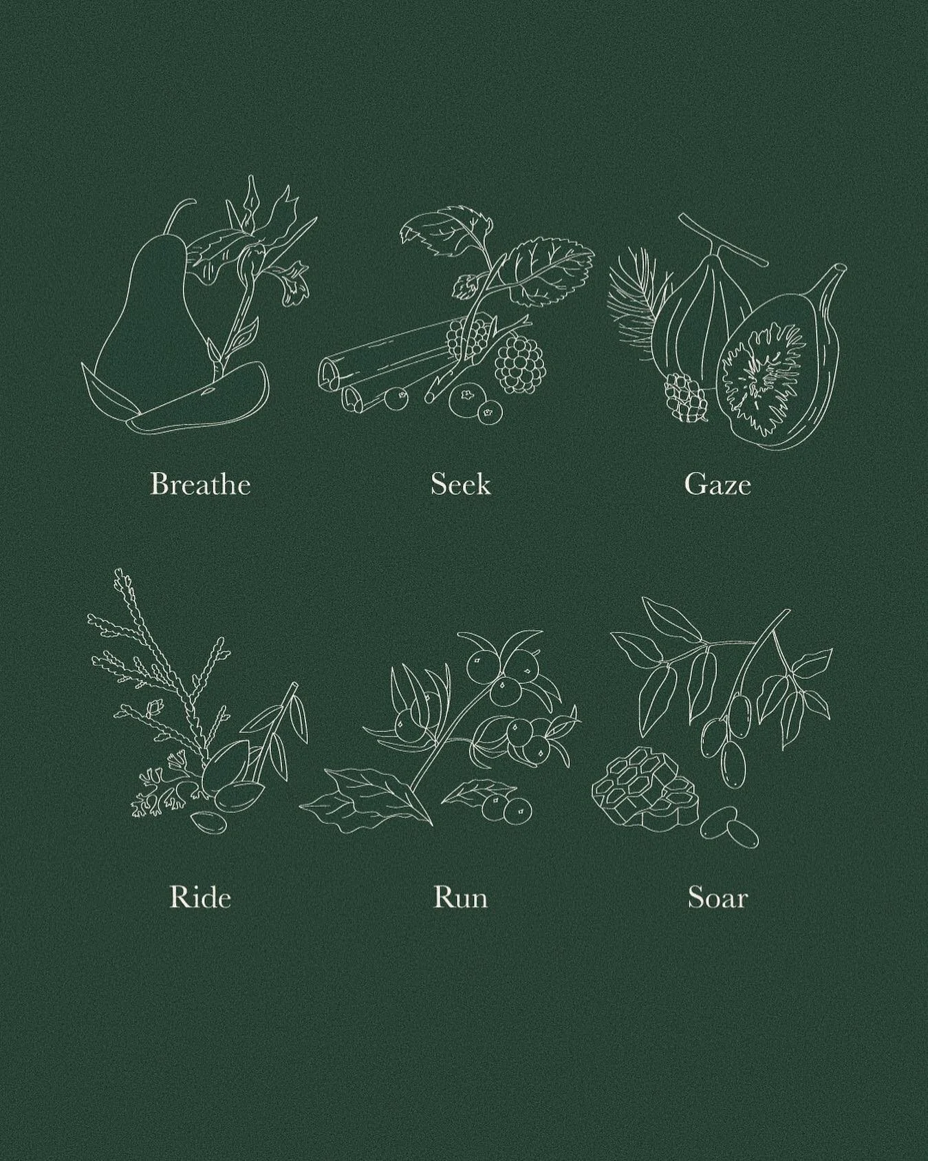 an exploration : representation of our Scentscape in lines &amp; natural forms &mdash; by @stillobjects_ #athingofsense #wip