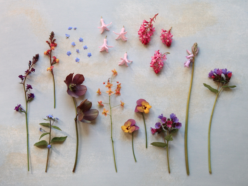 Spring flower photography