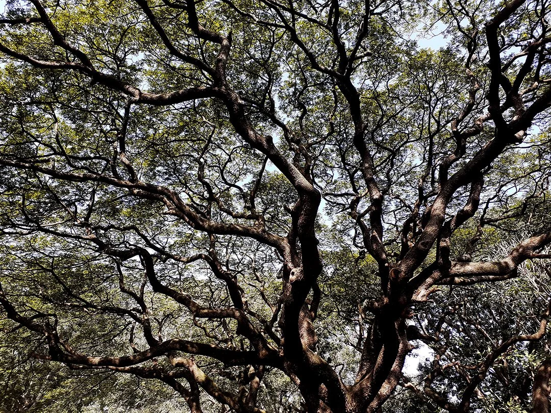 The Wondrous Garden of Living Mystery