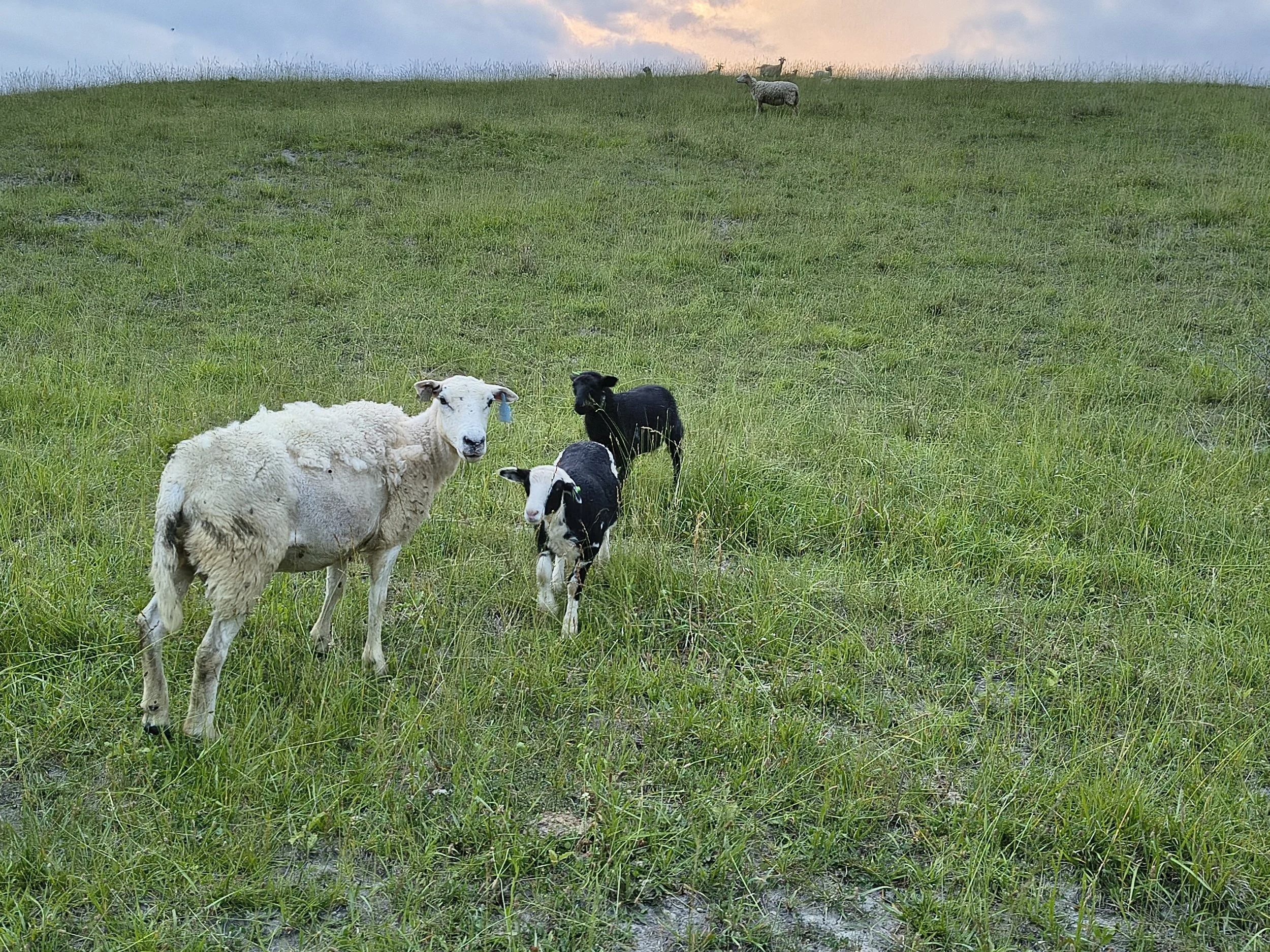 IMG_20260606_203504281_HDR.jpg