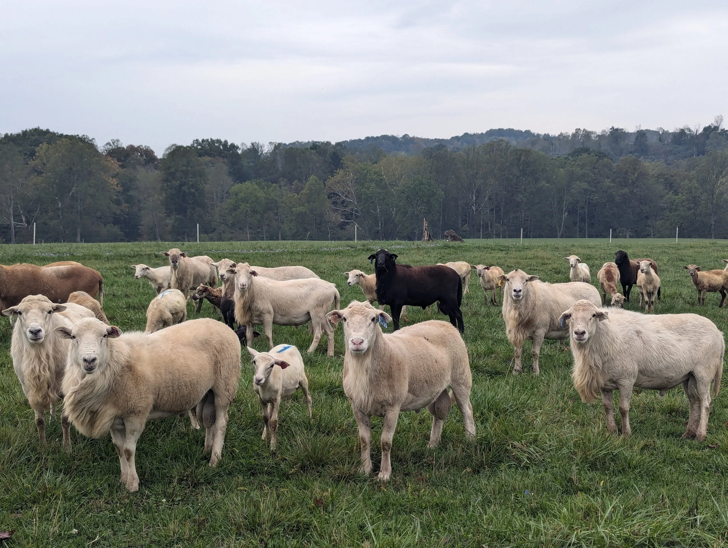 breeding rams