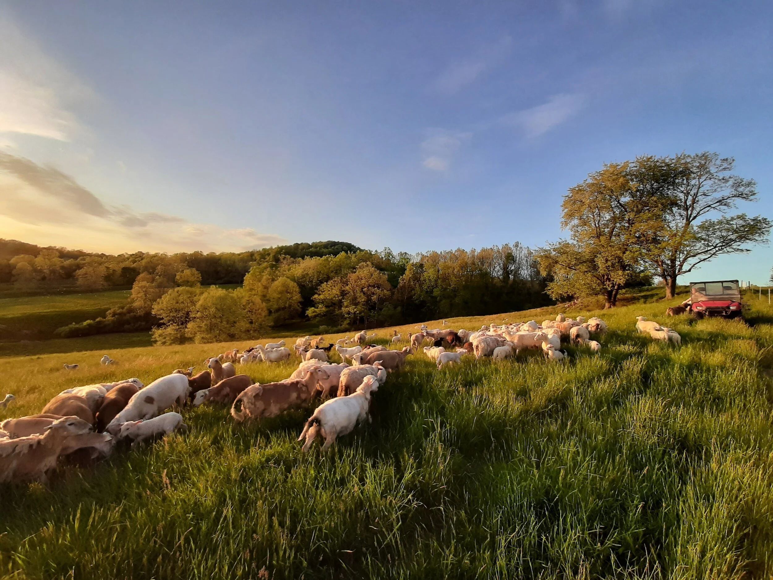 Ewe Lambs