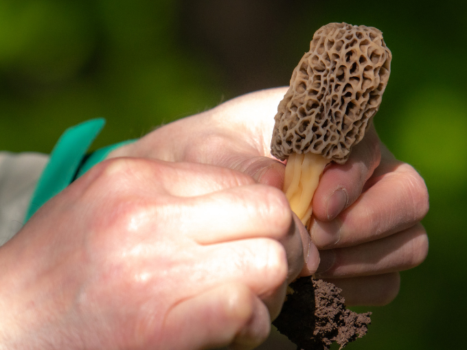 Morel Dinner