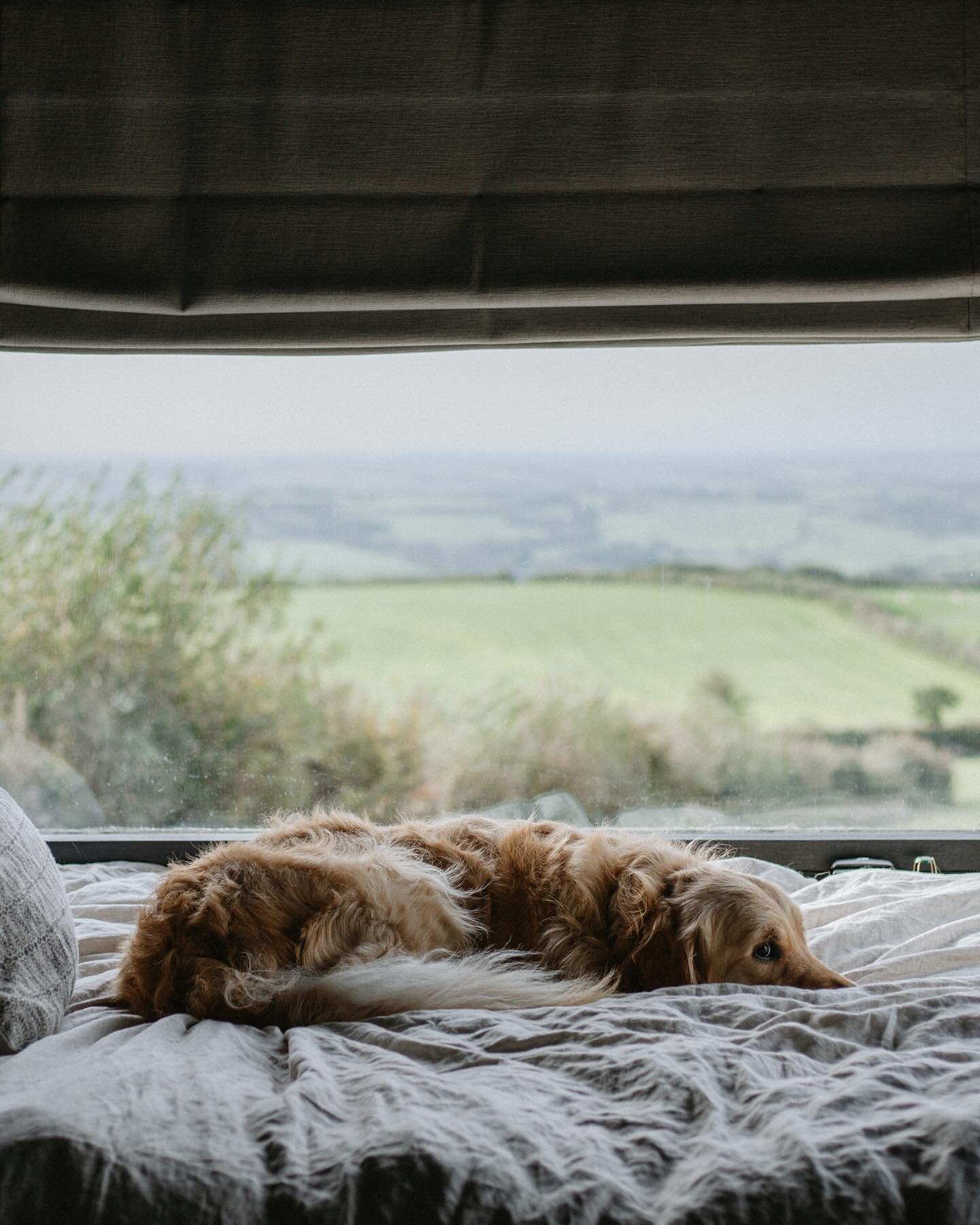 Dogs are not just allowed, they&rsquo;re encouraged.

Swipe across to see some snaps of Finn, the Golden Retriever&rsquo;s recent getaway to Exmoor.

Captured by @jennysneapphotography @jennybarrowcliff_