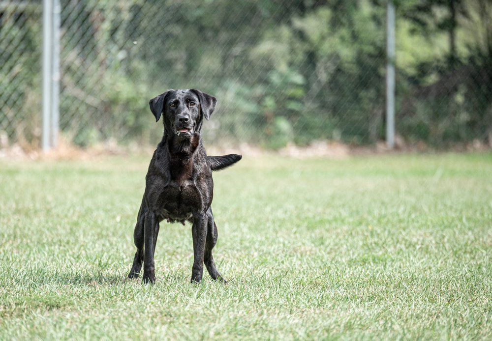 Lab Mix Breeding Labrador Retrievers Labrador Colors Breeding