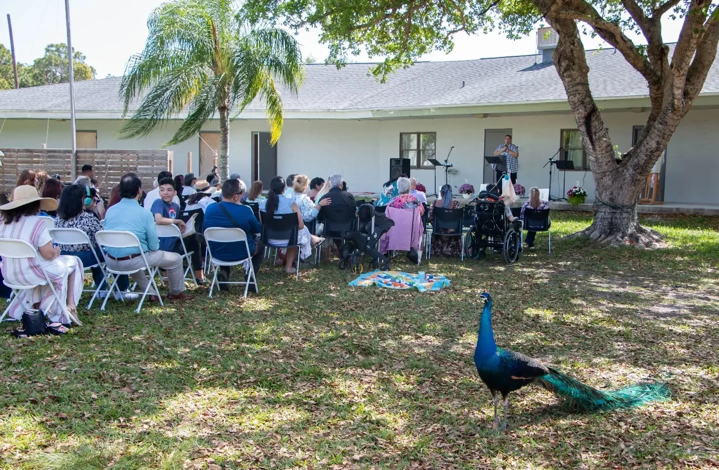 It's not church in Cutler Bay unless you have a peacock visiting 🤣🤣 He also enjoyed singing along with the music 🤣🤣🤣