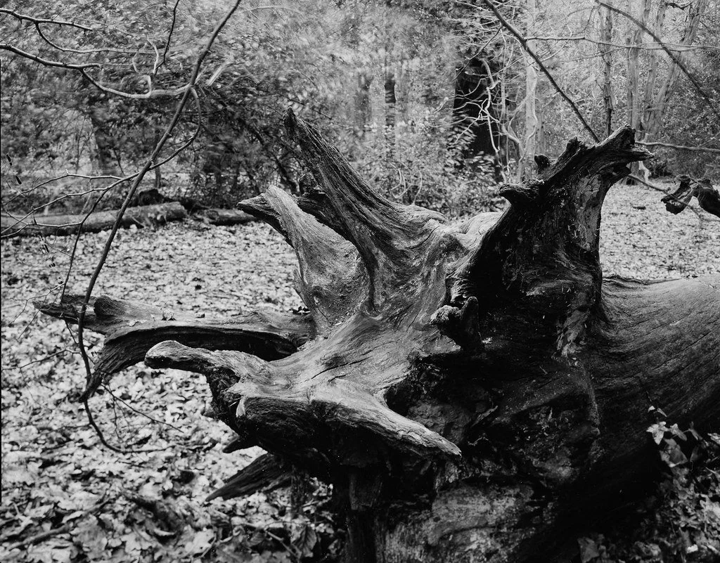 Rotten tree
