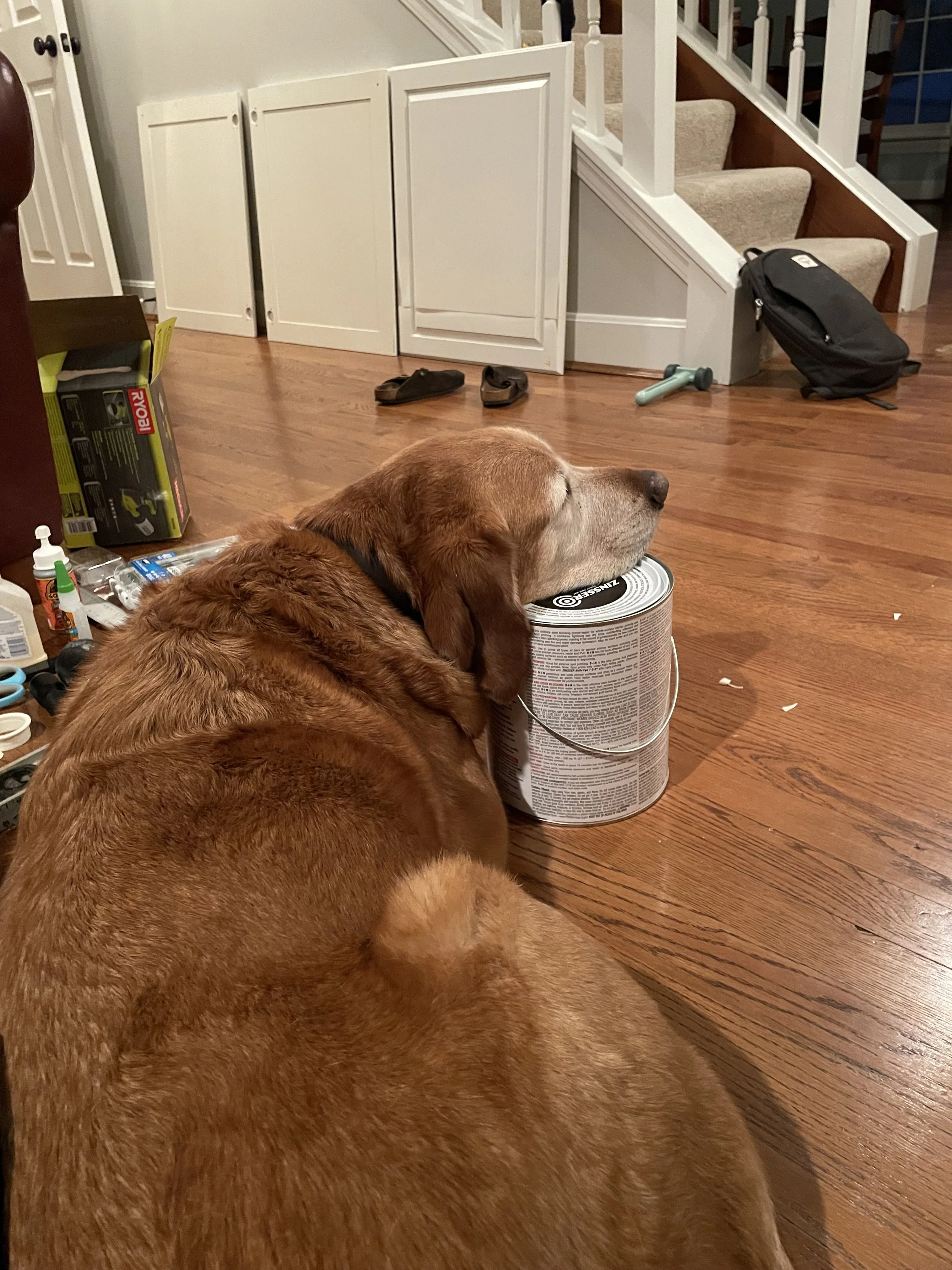 Dundee helping with the paint