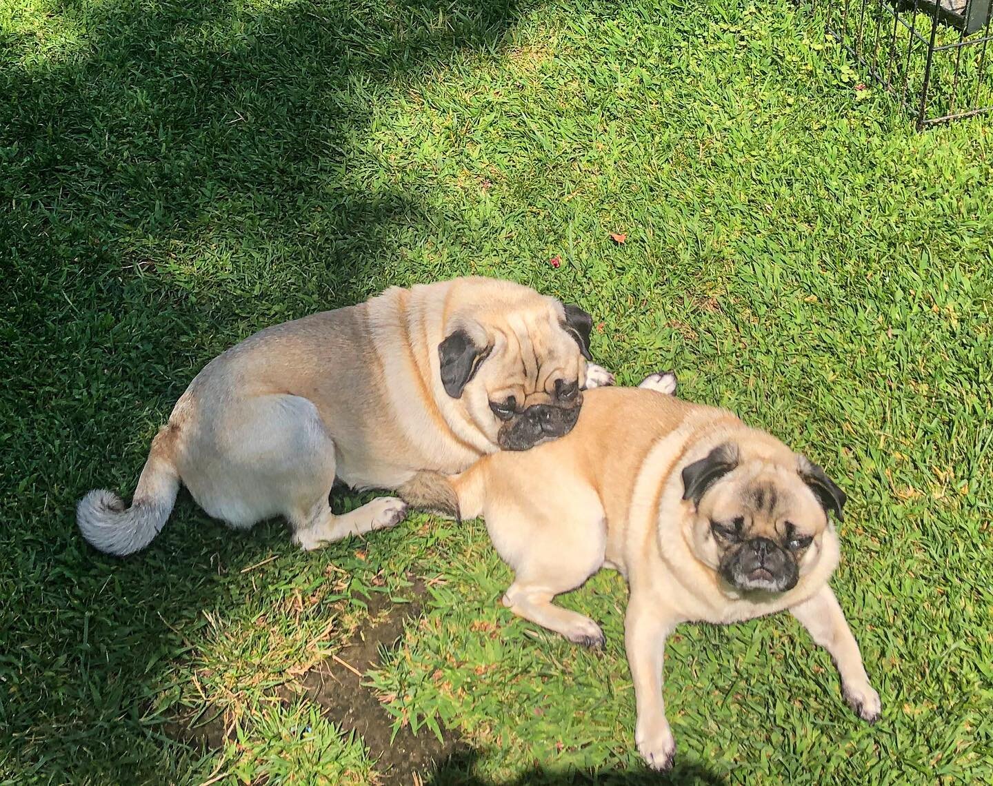 Nothing better than my twin sister&rsquo;s back for the perfect pillow! Thanks, Clara! Love ya, Bert🐶🐶🤗