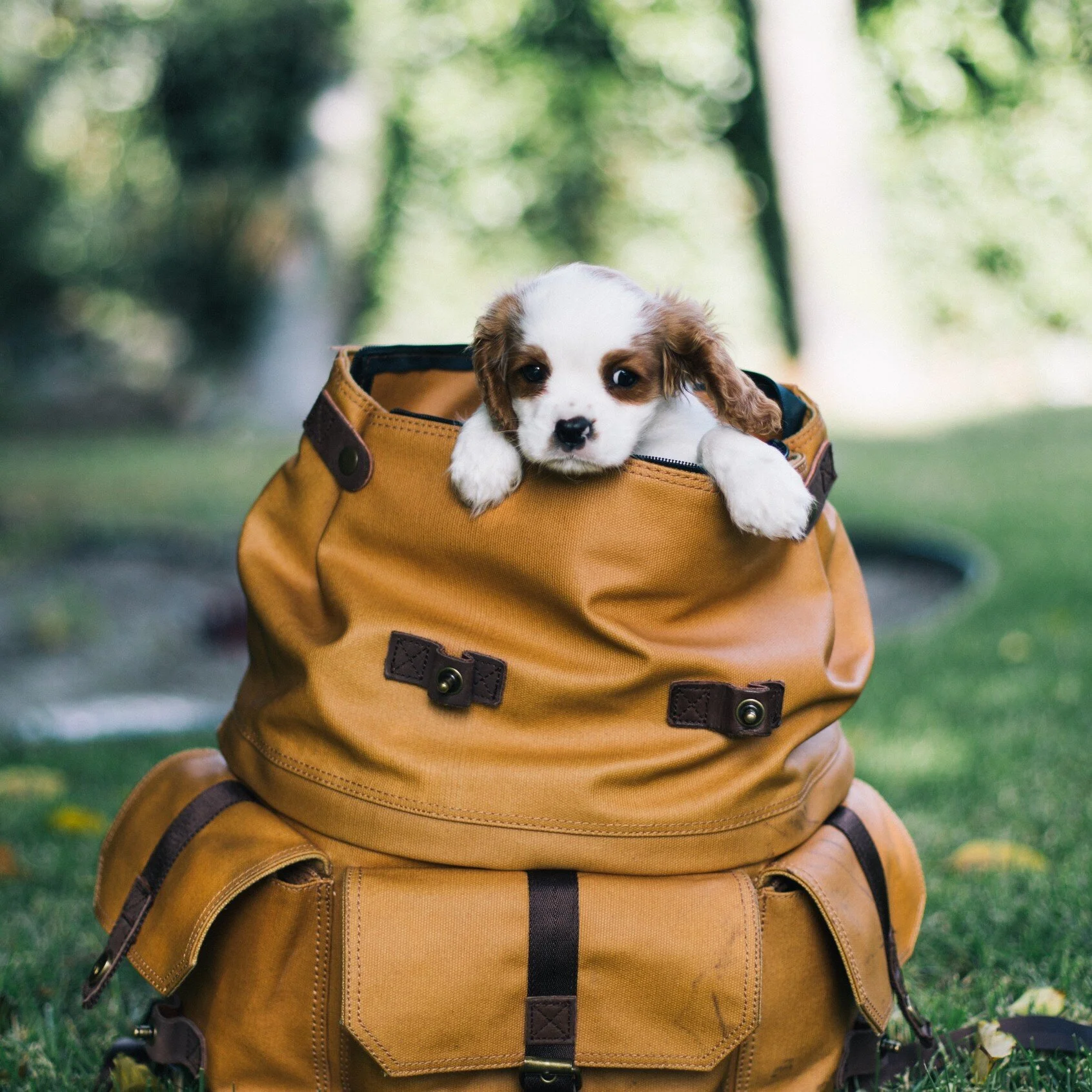 1 Small Backpack