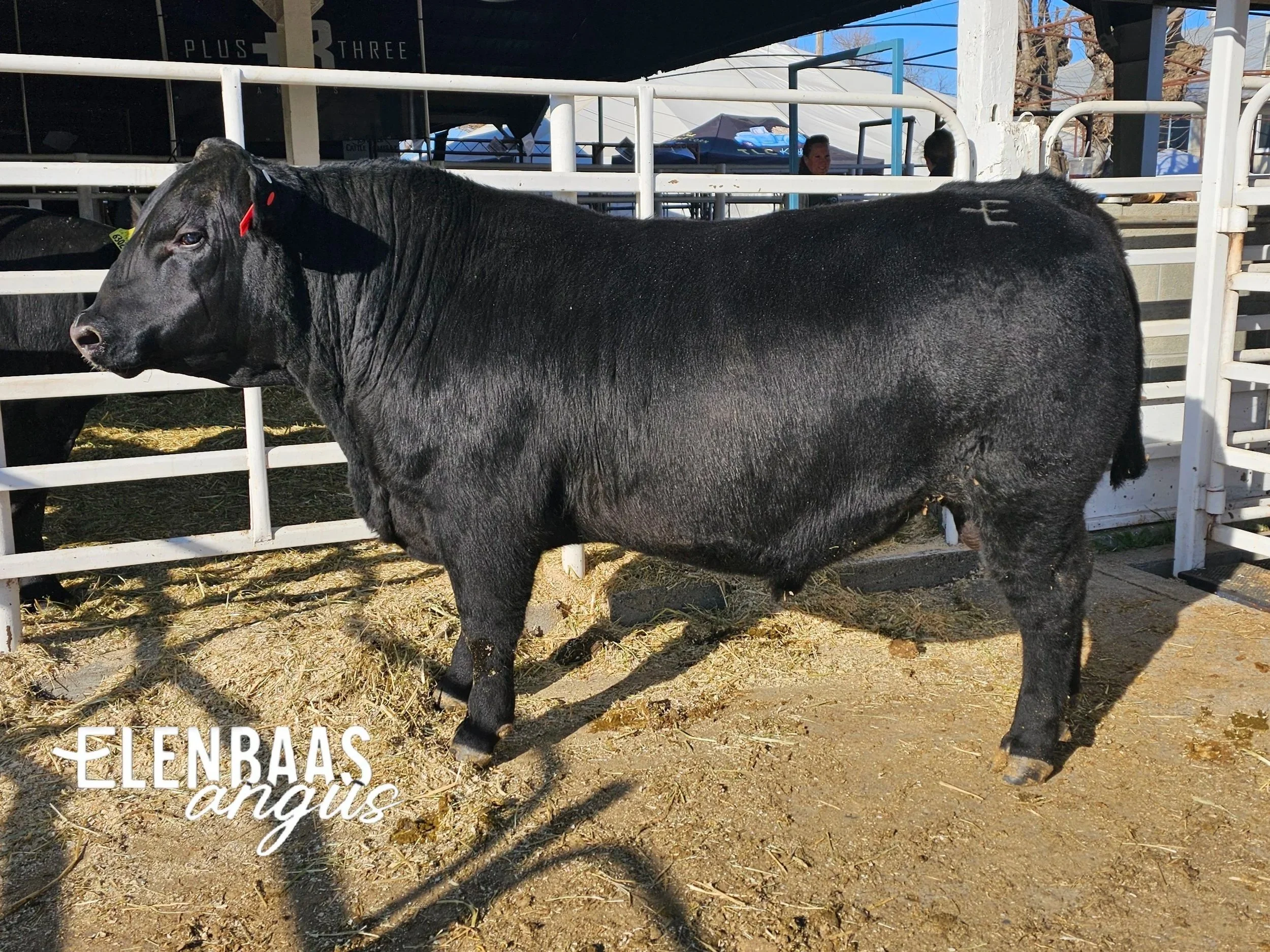 COMING SOON INQUIRE ABOUT CURRENT OFFERINGS 360-595-4130