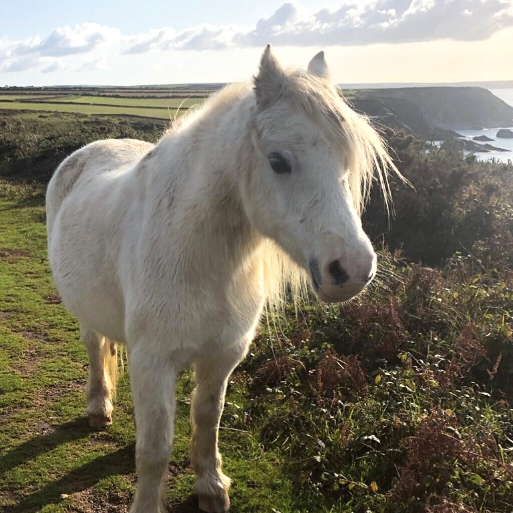 Inspiring Hikes: Solva to St. David’s