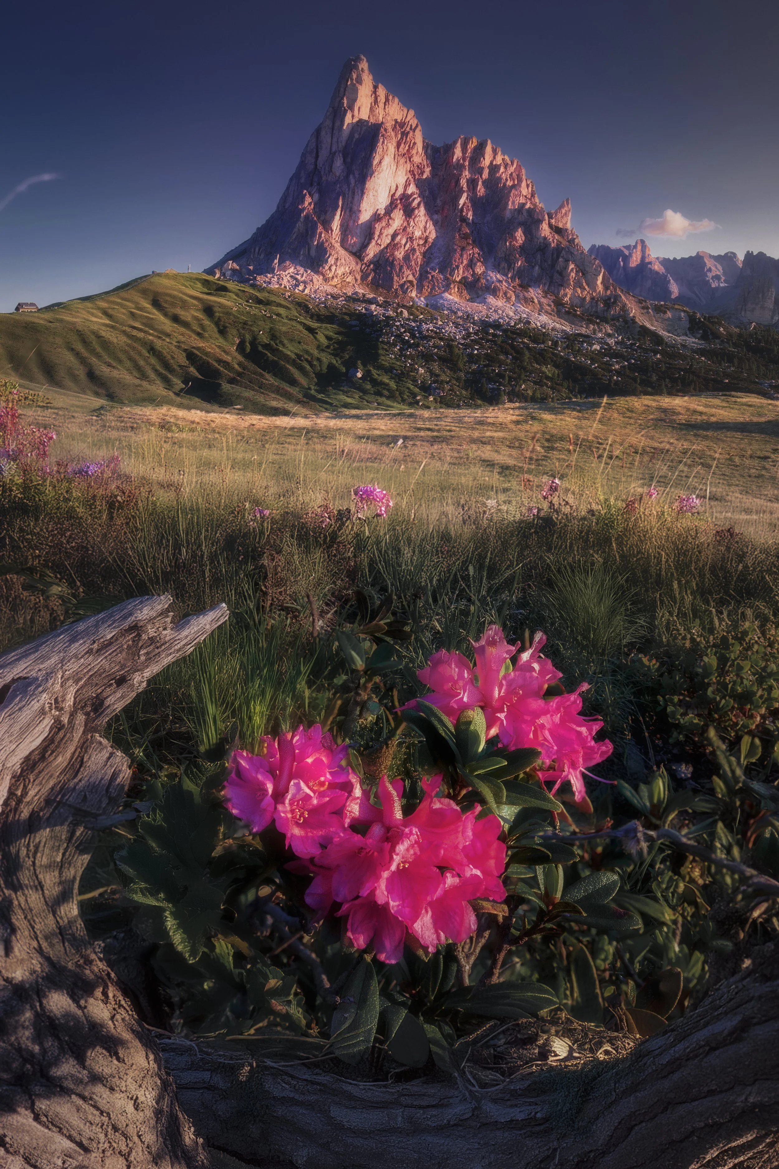 Ra Guzela Summit Flowers web.jpg