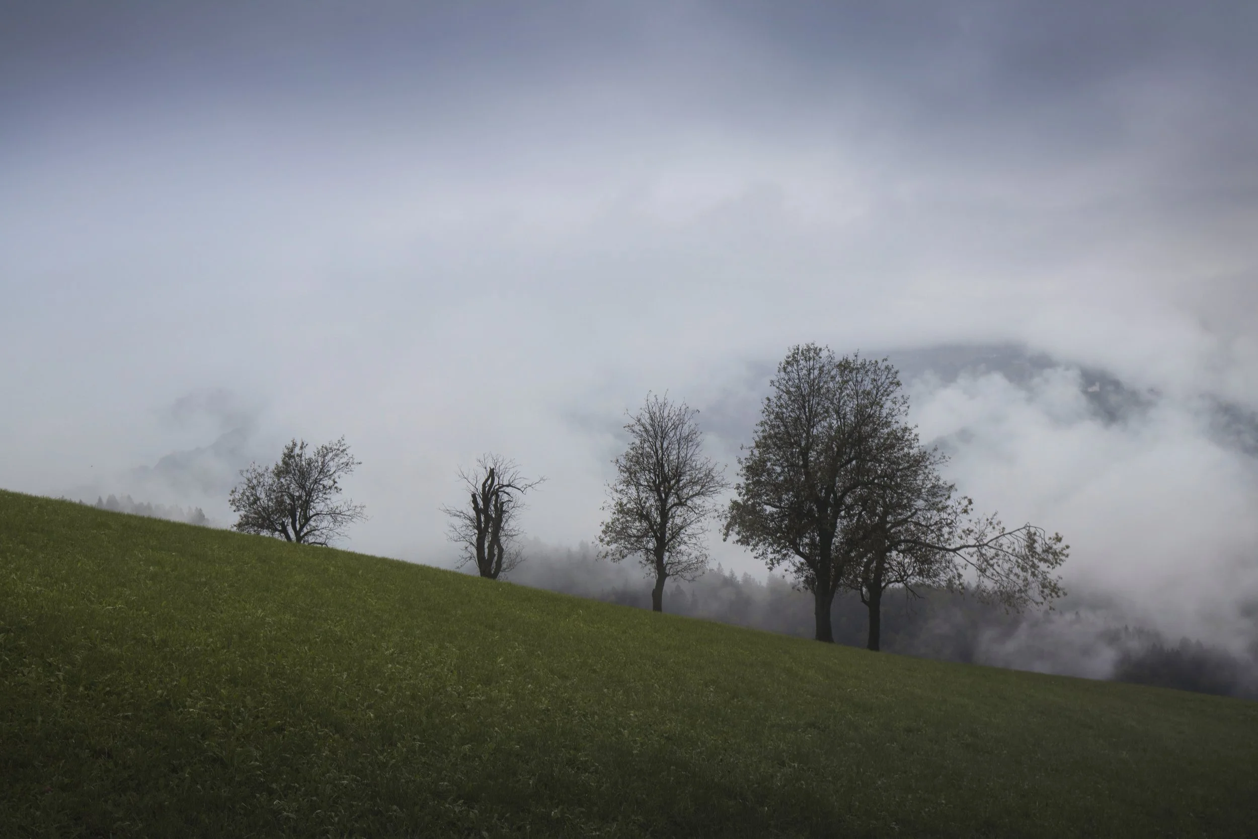 Tree Formation web.jpg