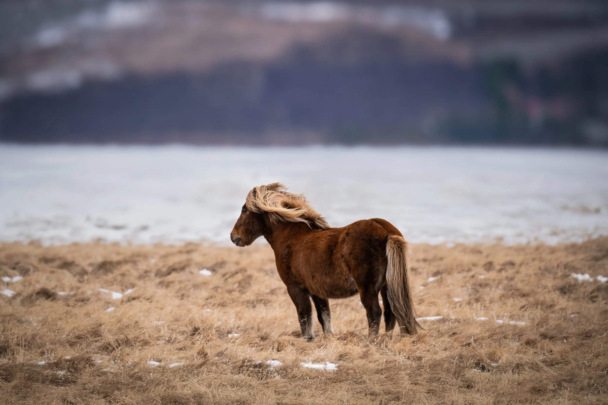 The Icelandic Horse web.jpg