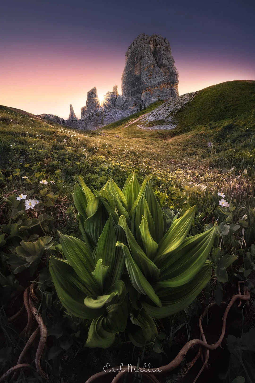 Chinque Torri Sunrise Roots fb.jpg