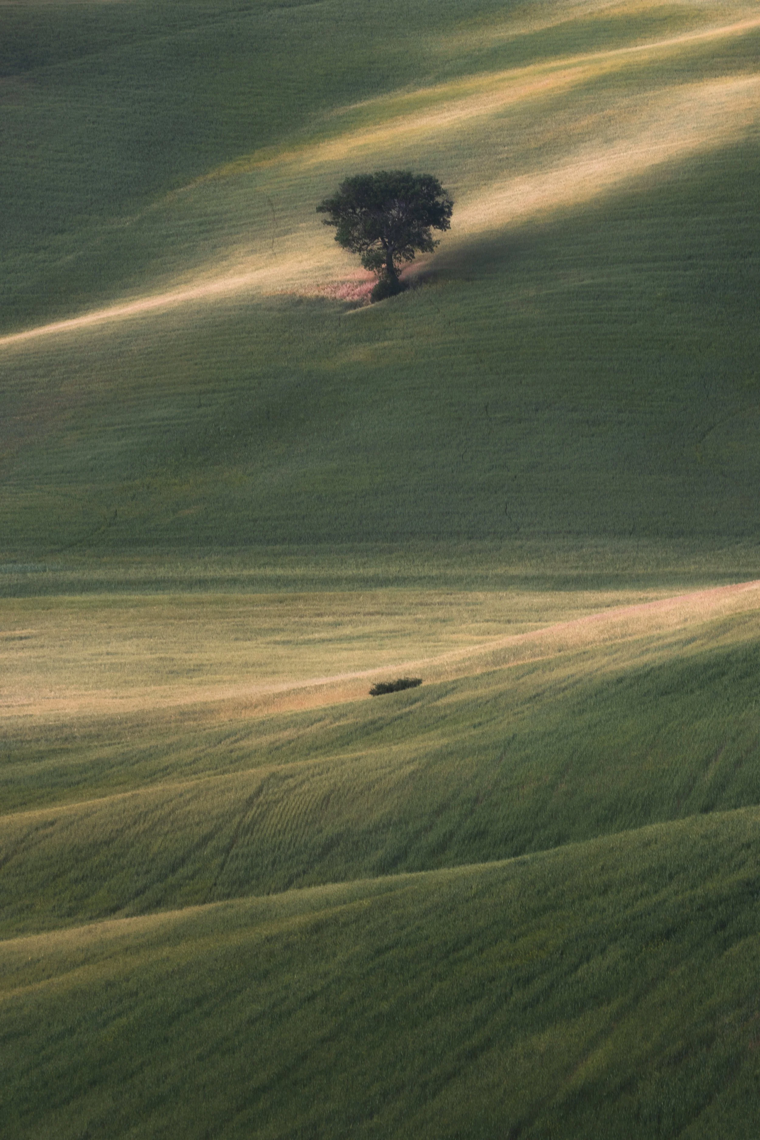 Lone Survivor web.jpg