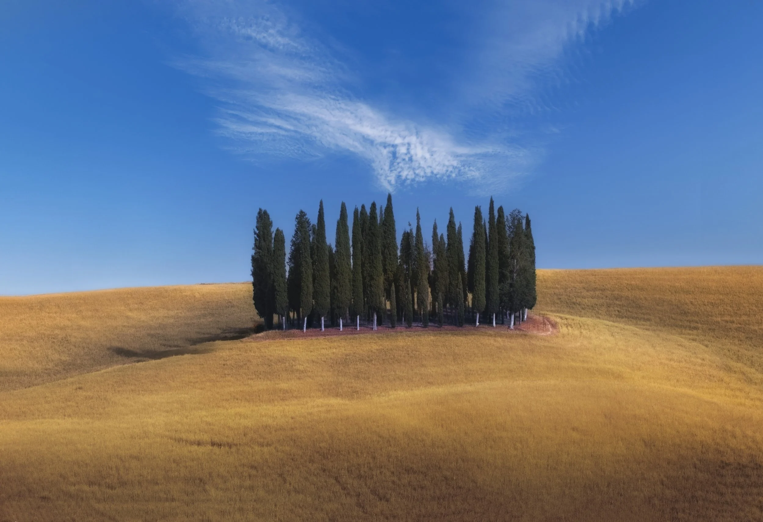 Ciprerssi Senesi Trees web.jpg