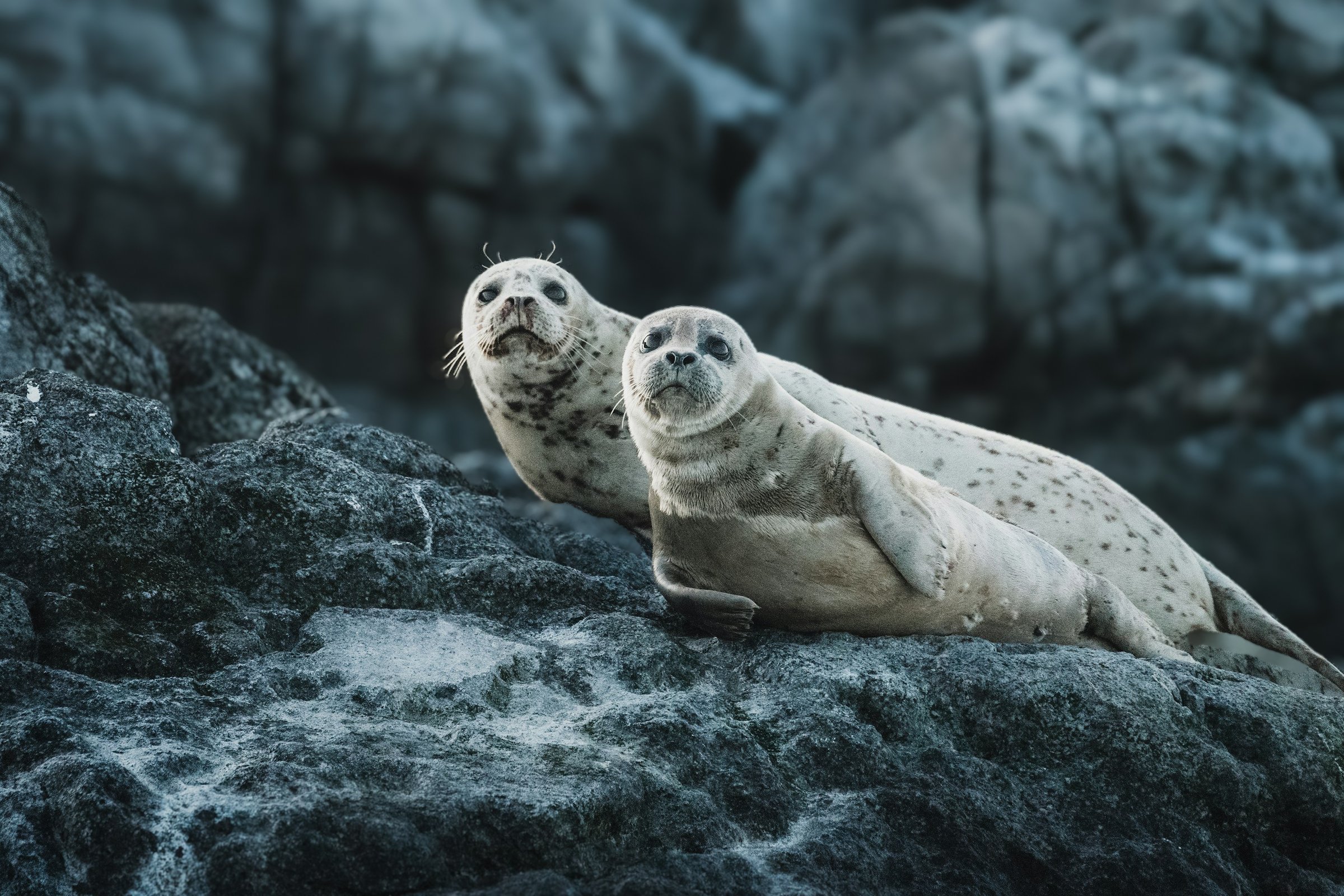 The Seals web.jpg