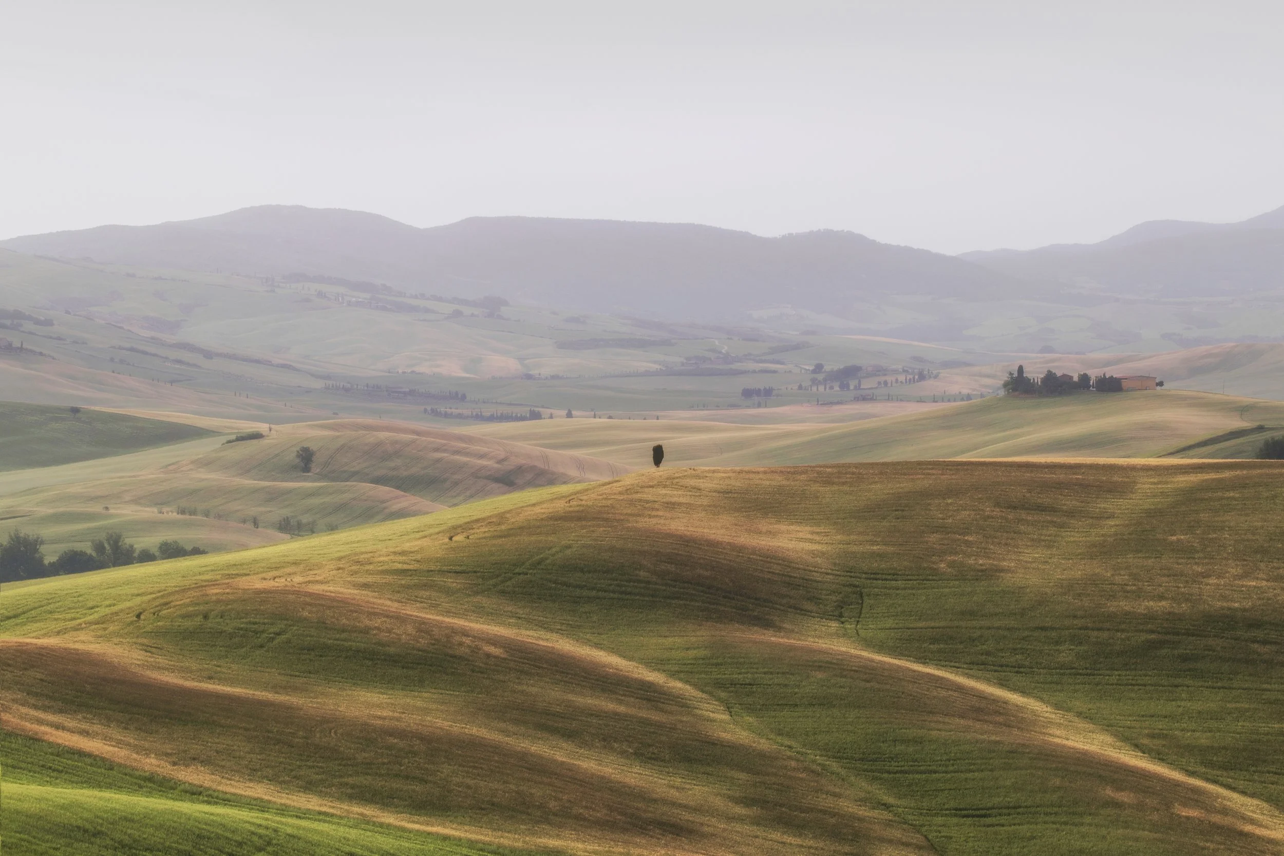 textured tree lines web.jpg
