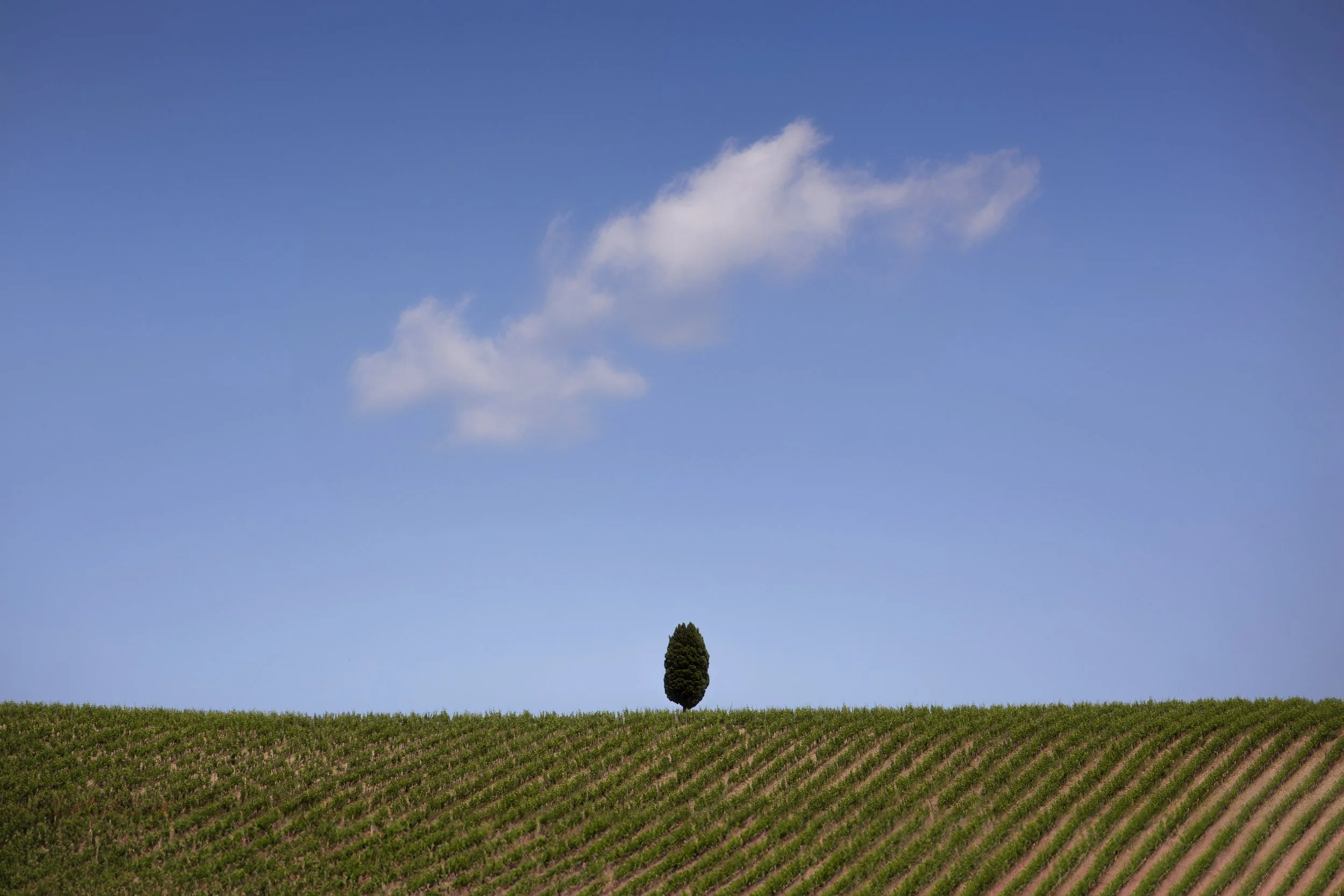 The Vineyard Tree web.jpg