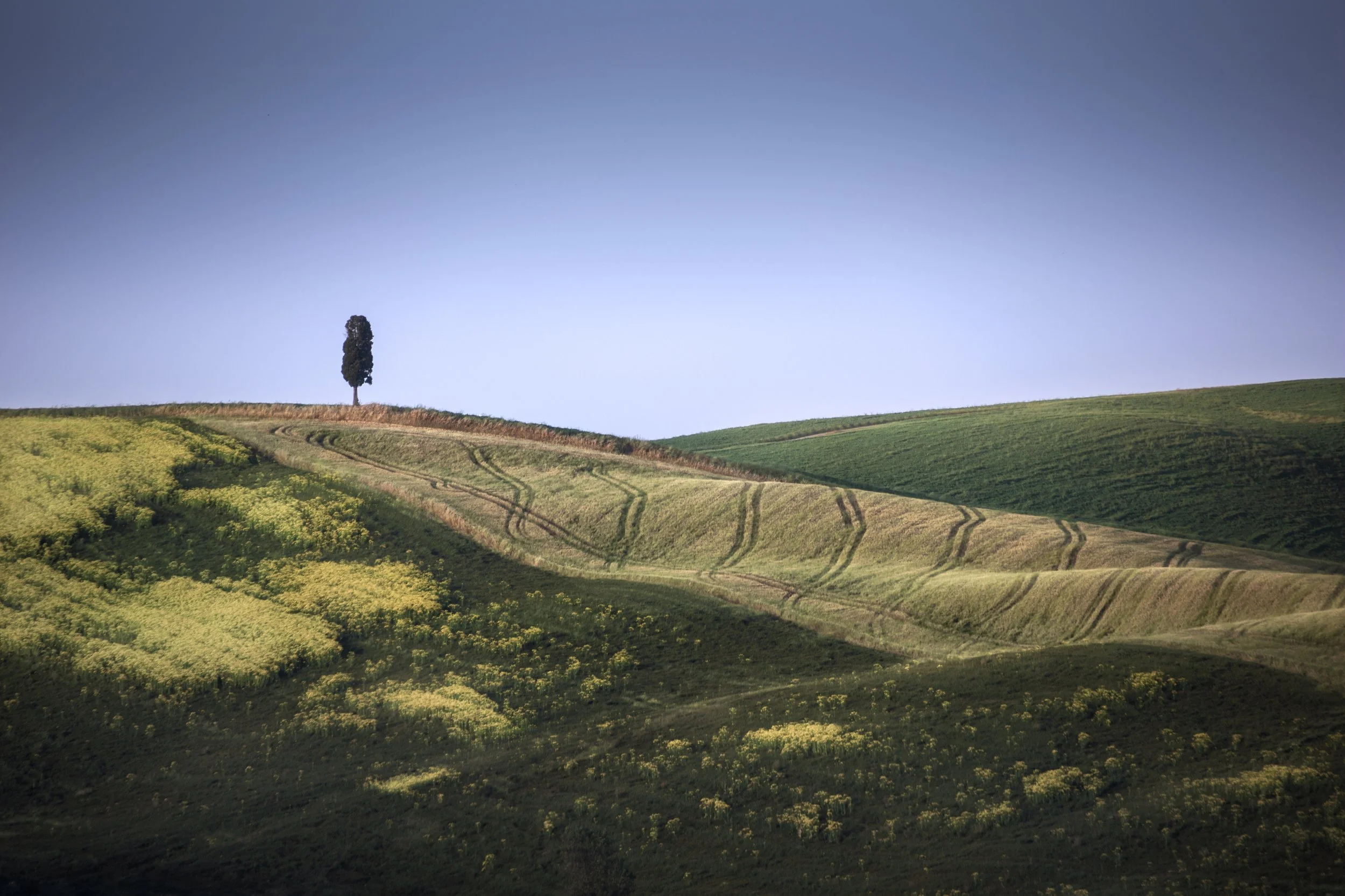 Lonely Tree Glowing Field web.jpg