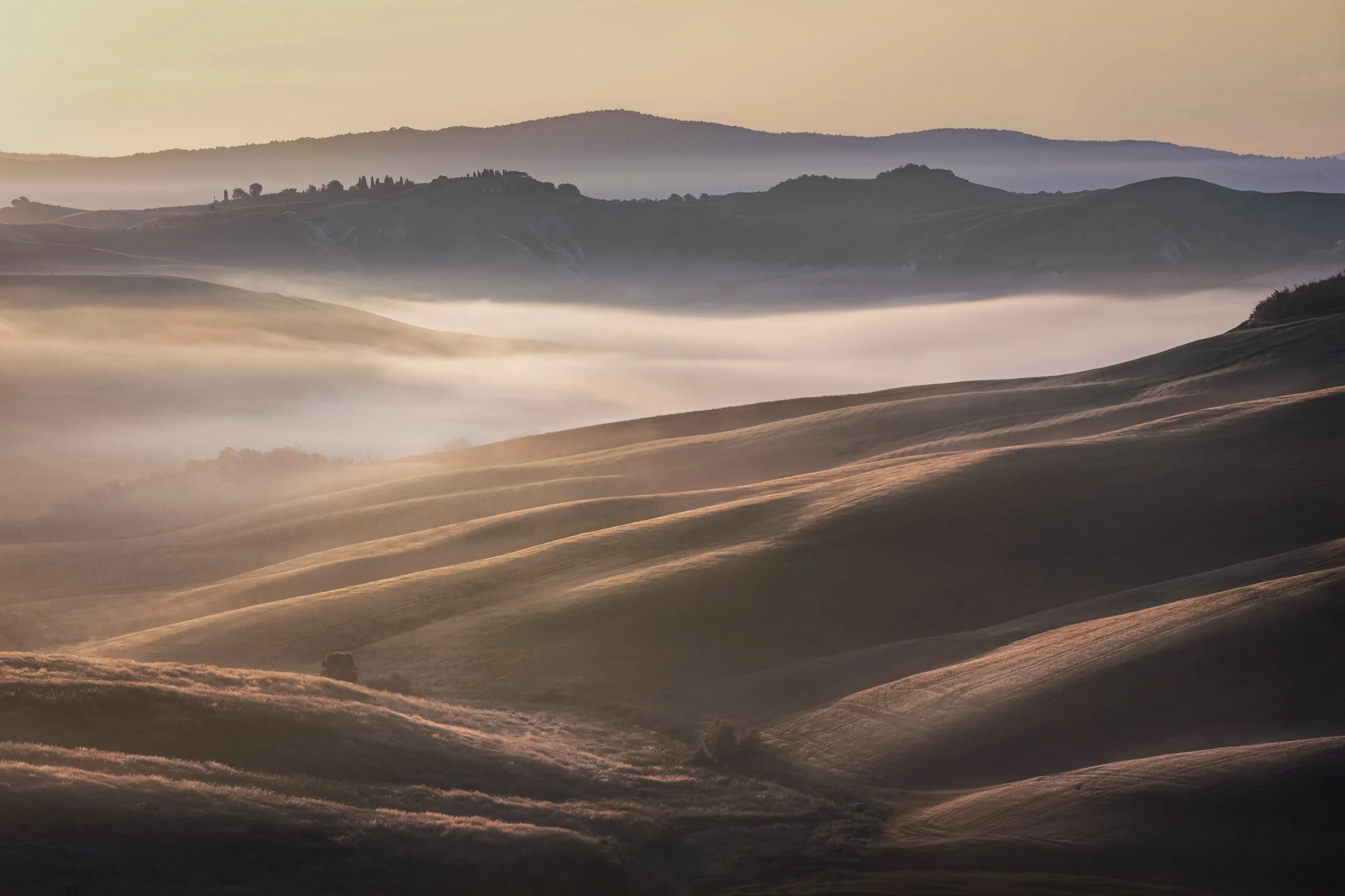 Fields of Gold web.jpg