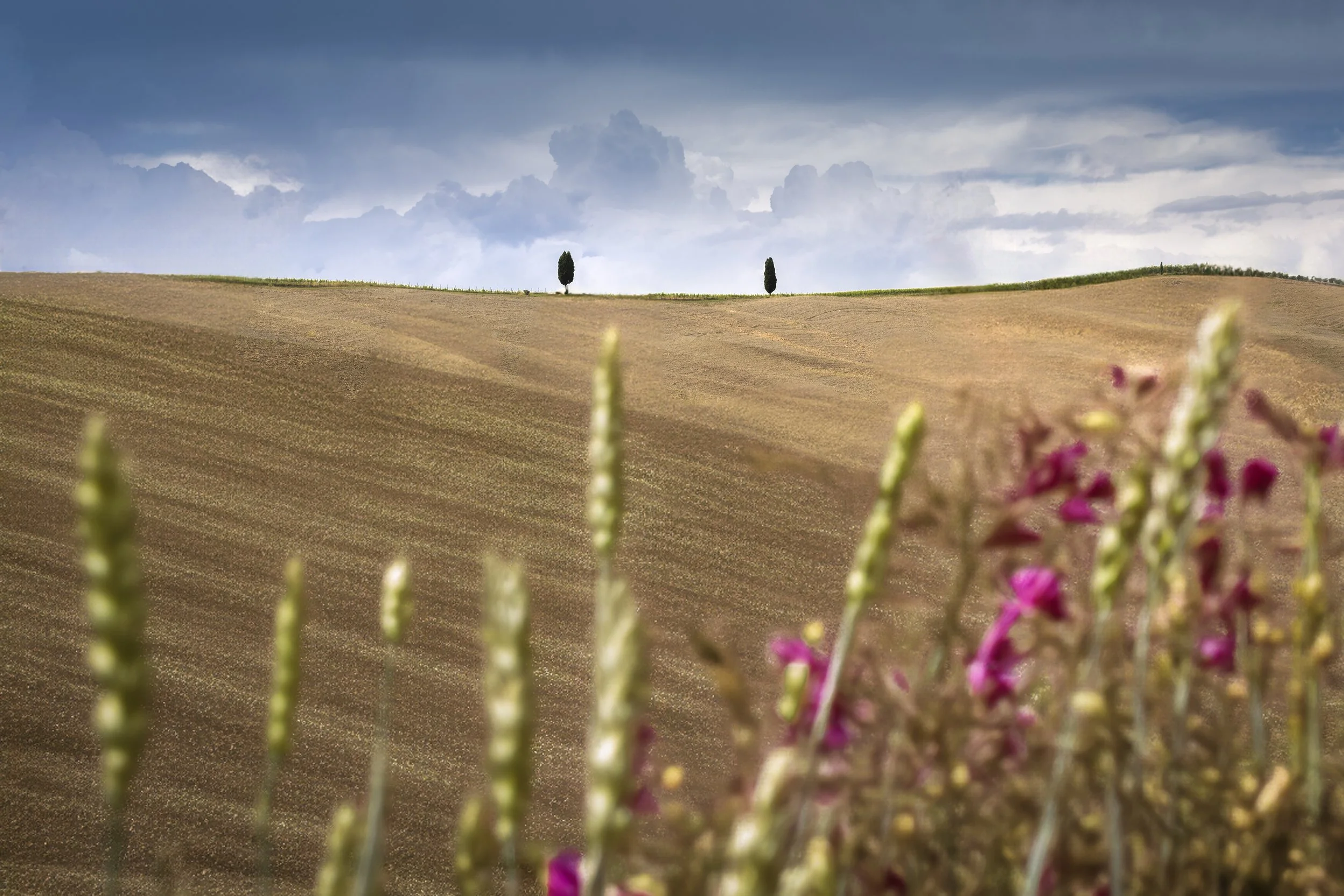 The Twin Trees web.jpg