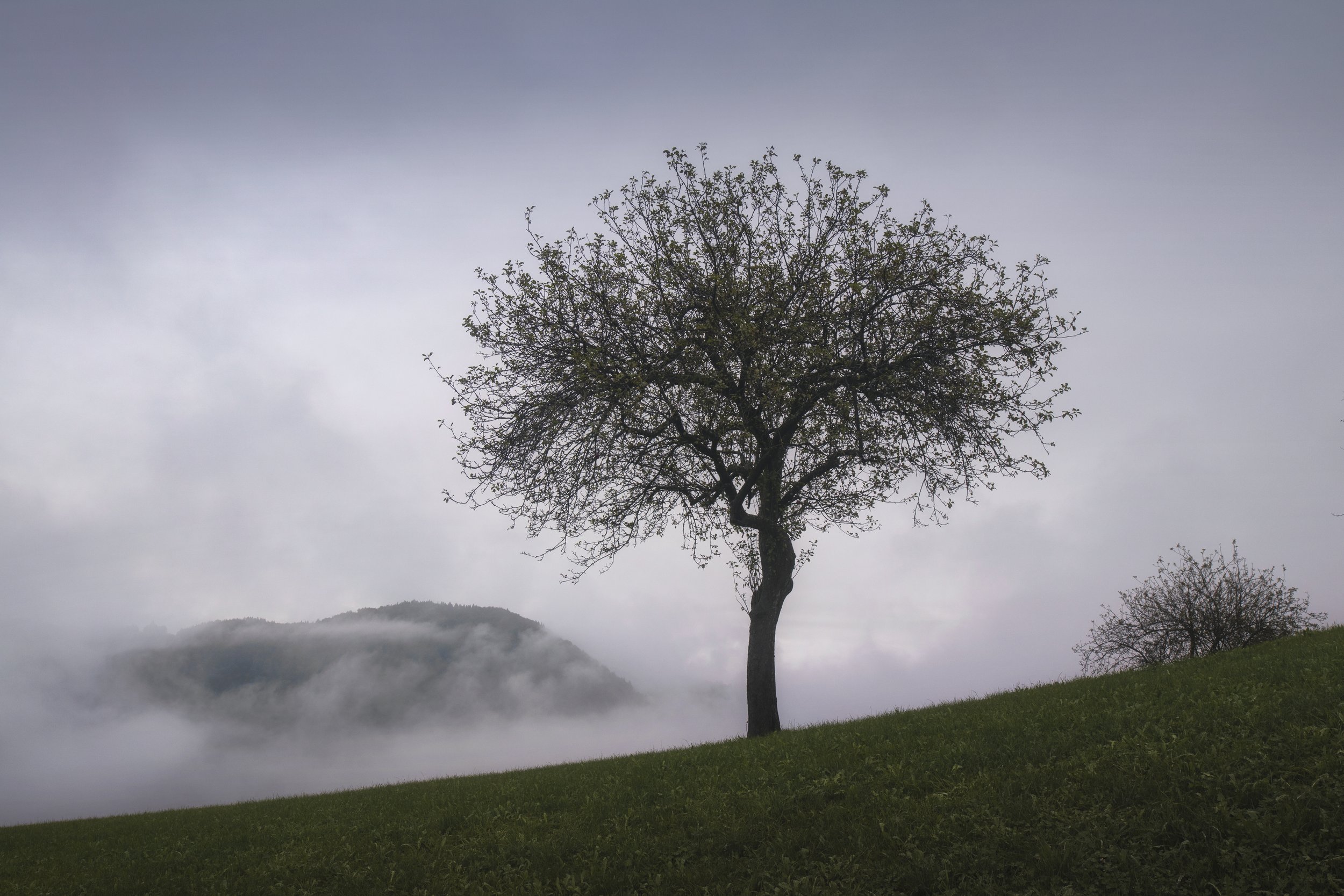 Tree Formation 1 web.jpg