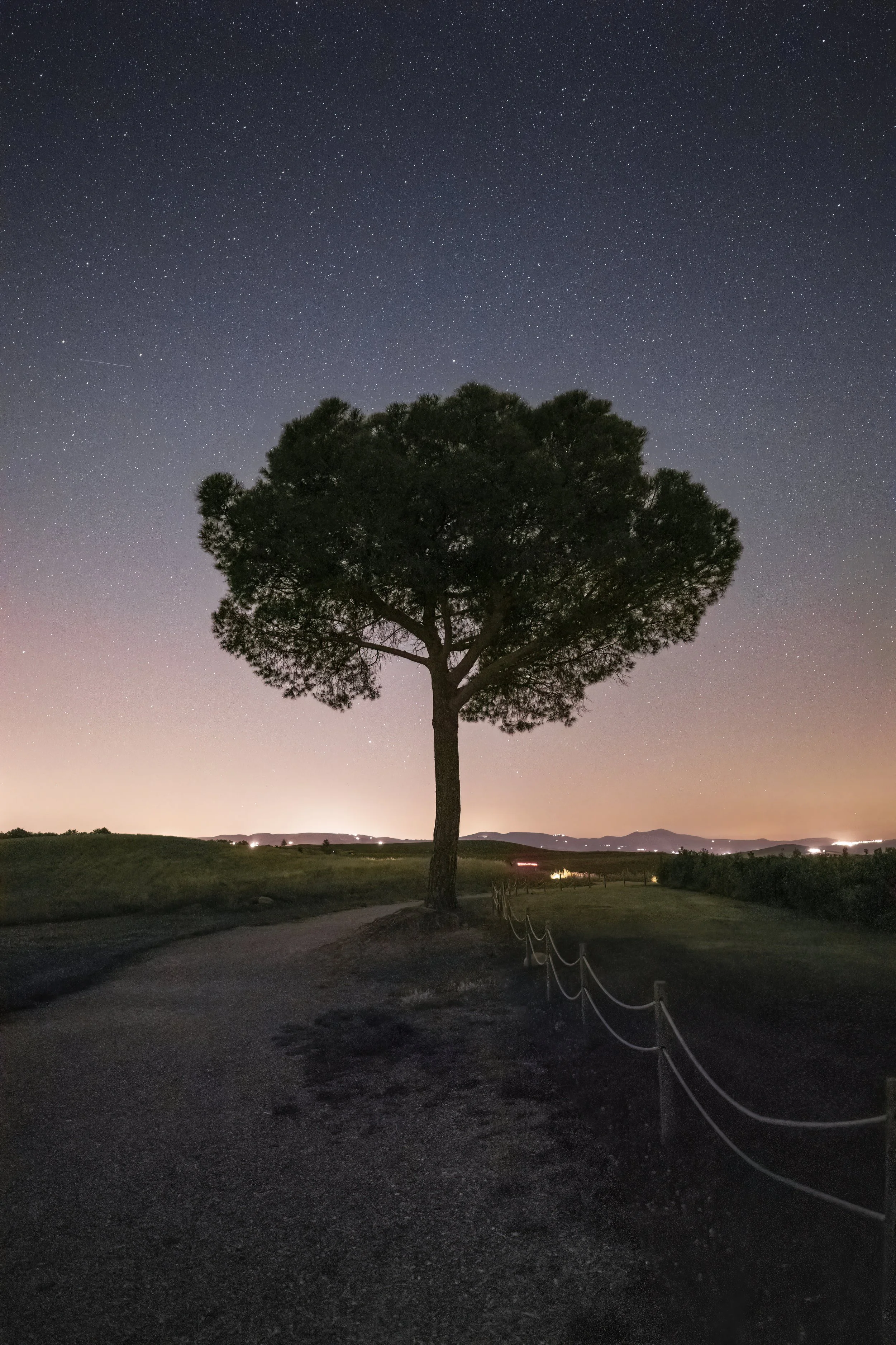 The Tree Of Life web.jpg