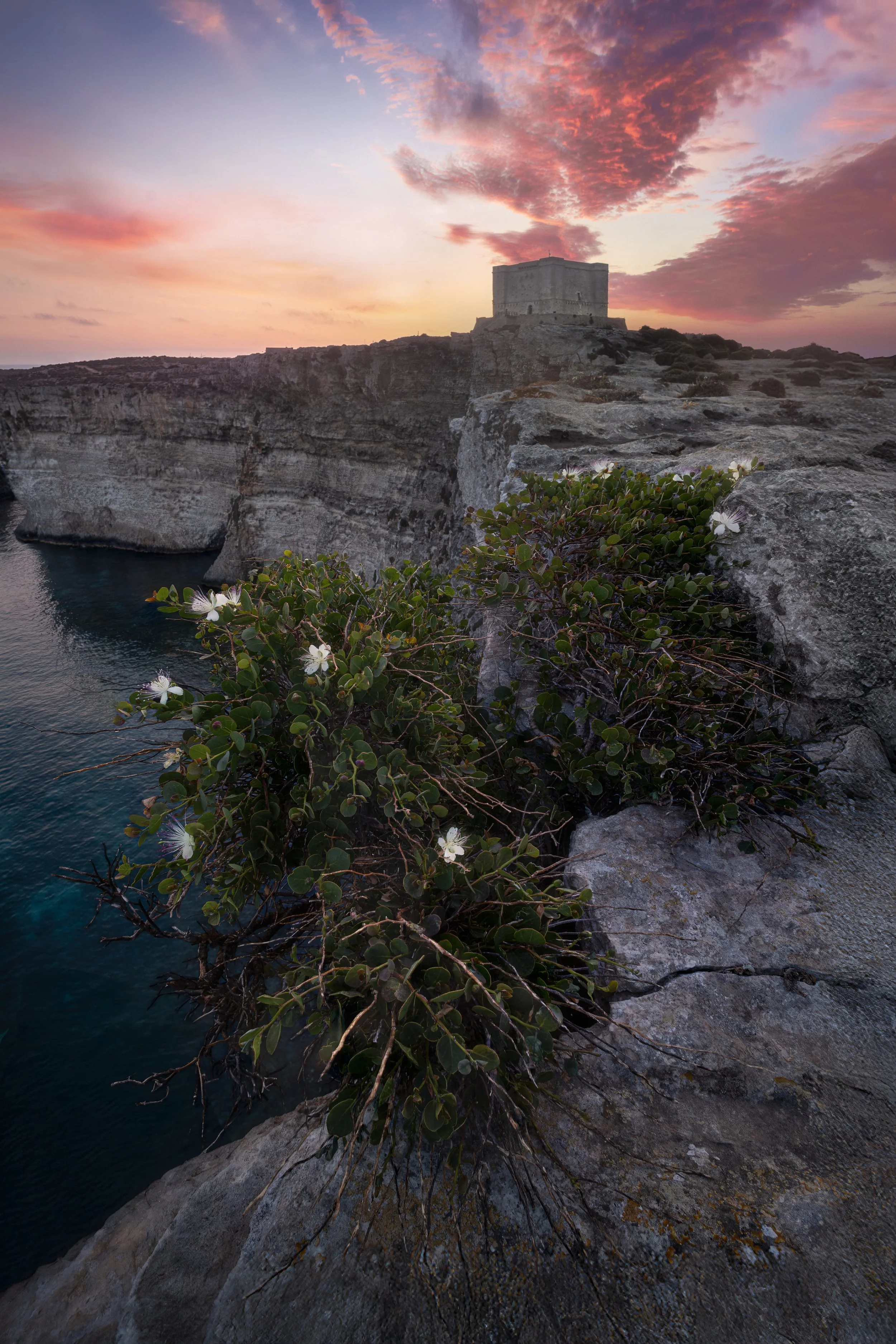 Flowering Cliff At St Marija Tower web.jpg