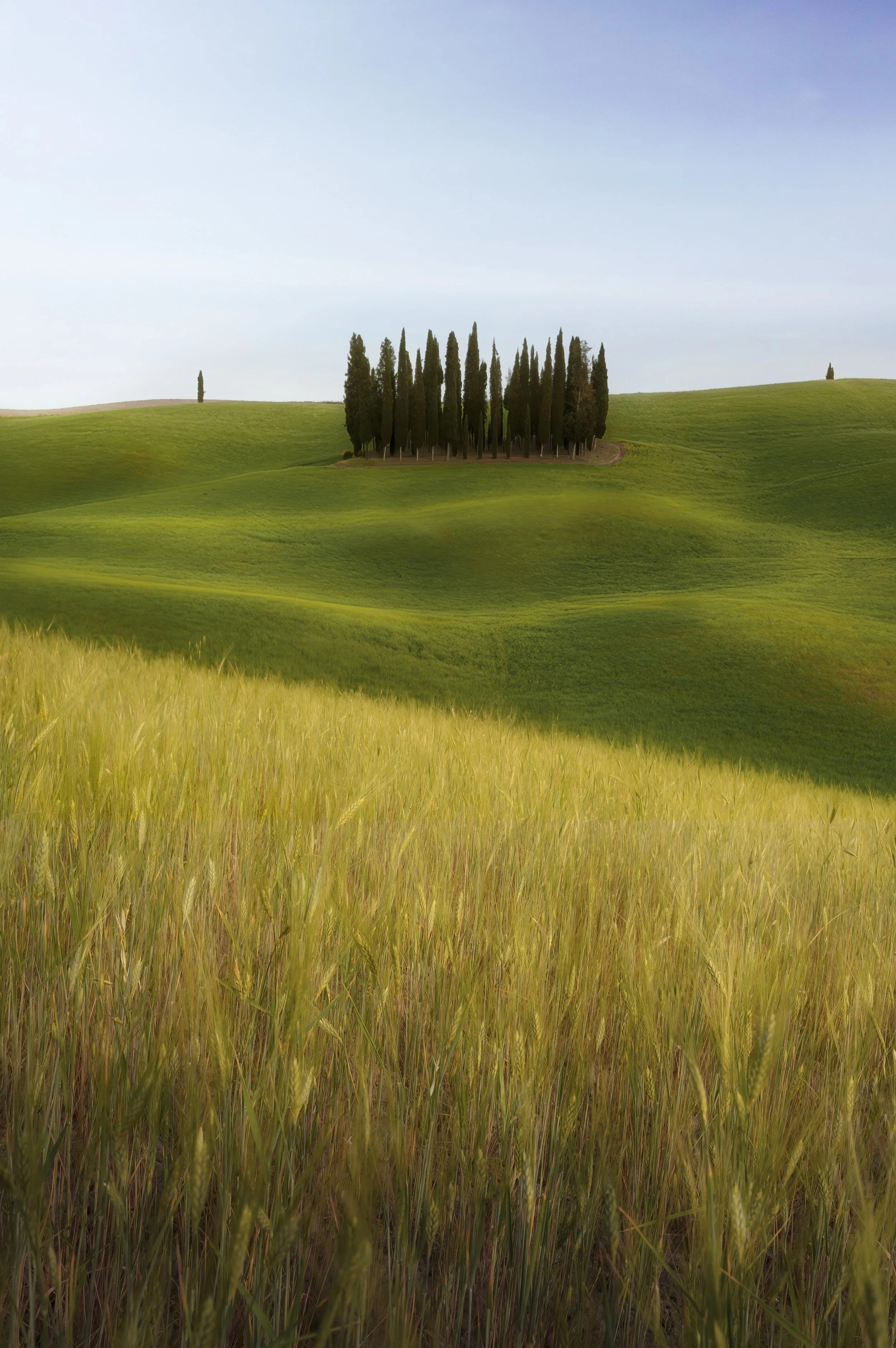 cipressi crete senesi web.jpg