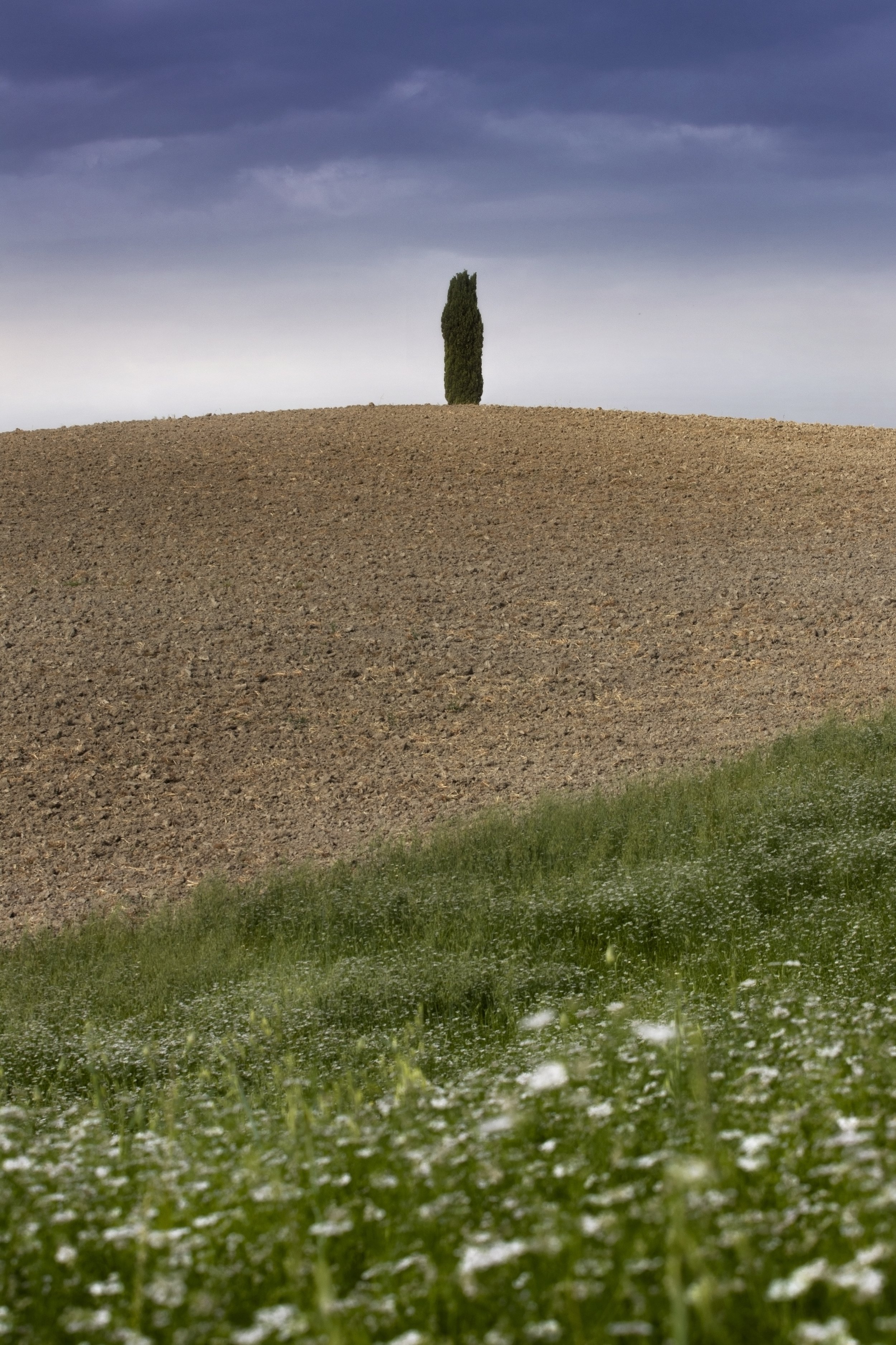 the cypress within  sand web.jpg