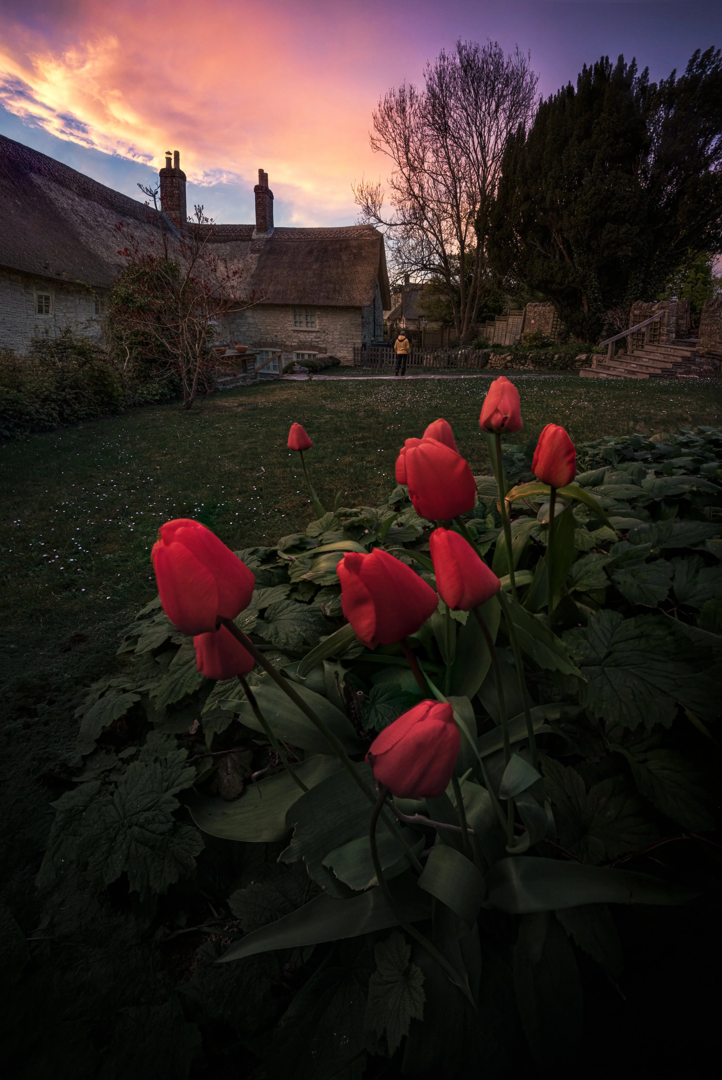 Osmington Tulips web.jpg