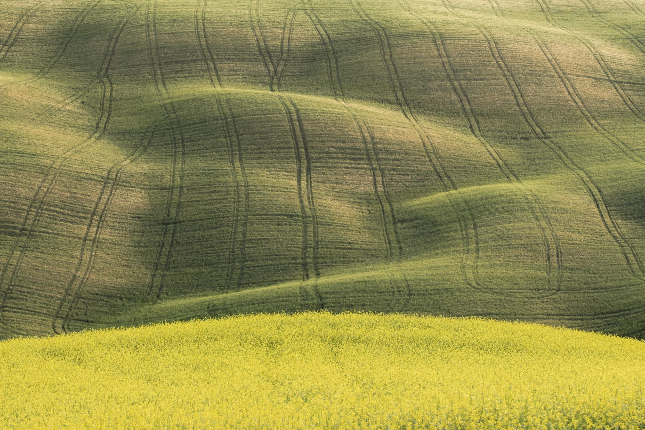 yellow lined fields web.jpg