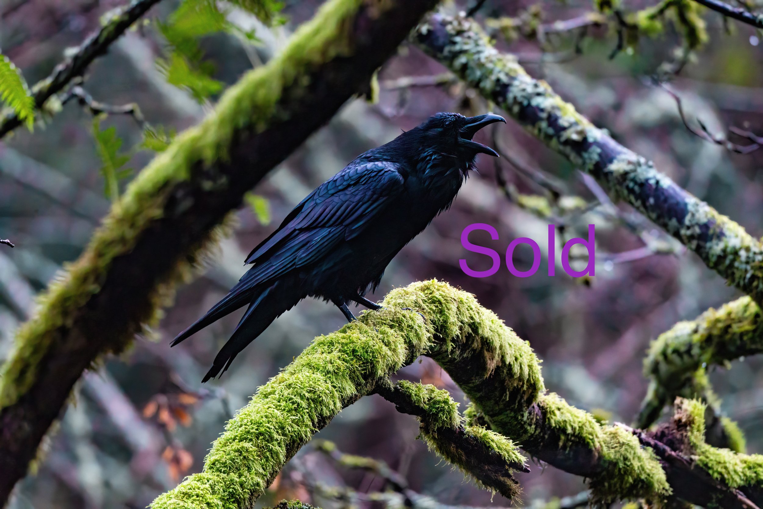 From the "raven moss bath" series