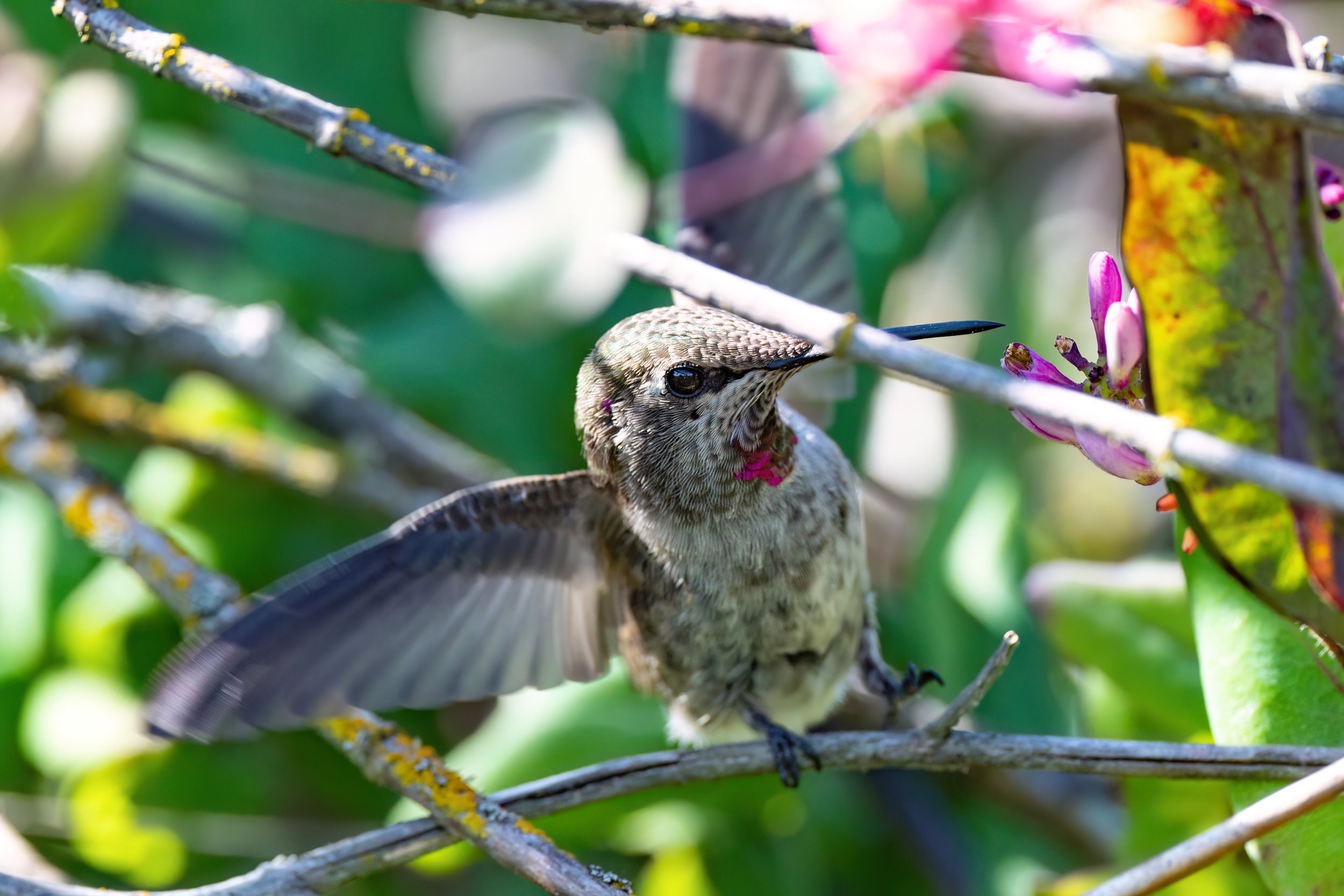 A juvenile male Anna's hummingbird pollinating pink honeysuckle