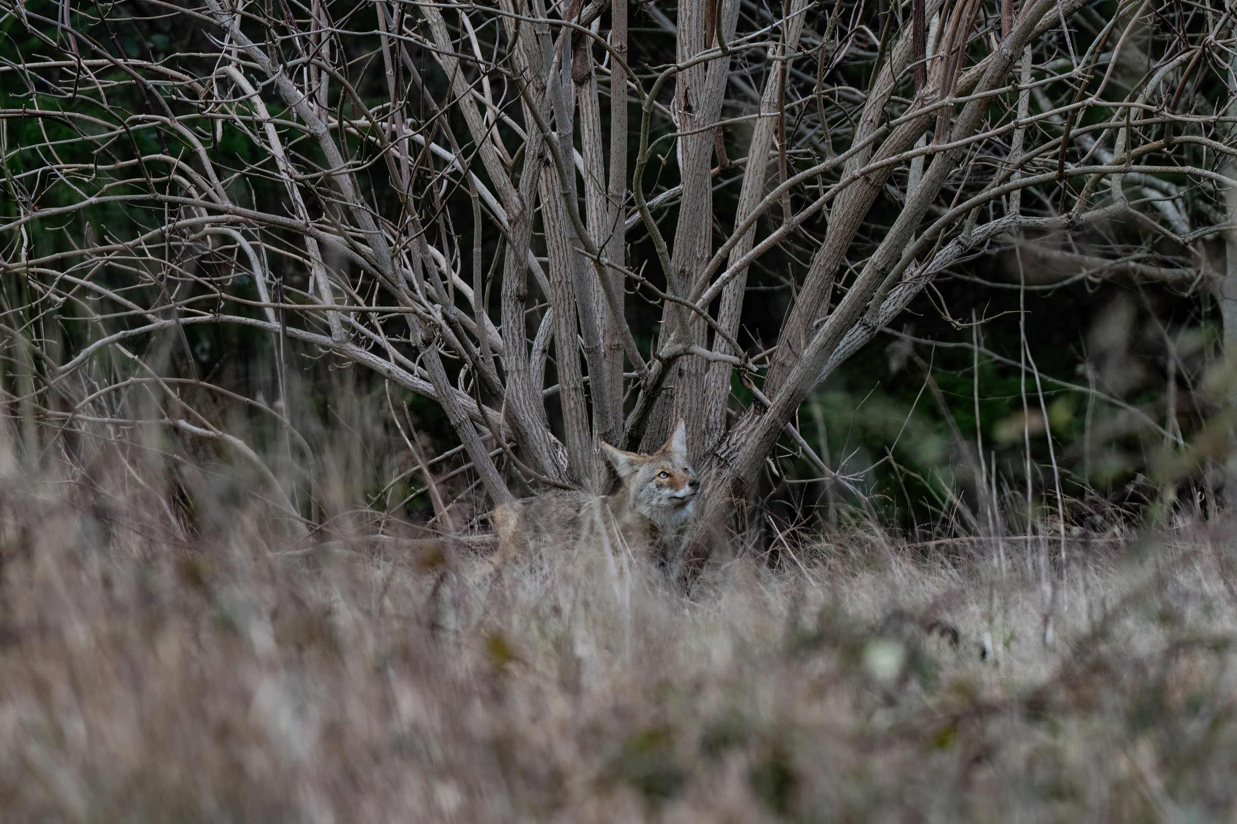 A coyote pauses under a leafless tree
