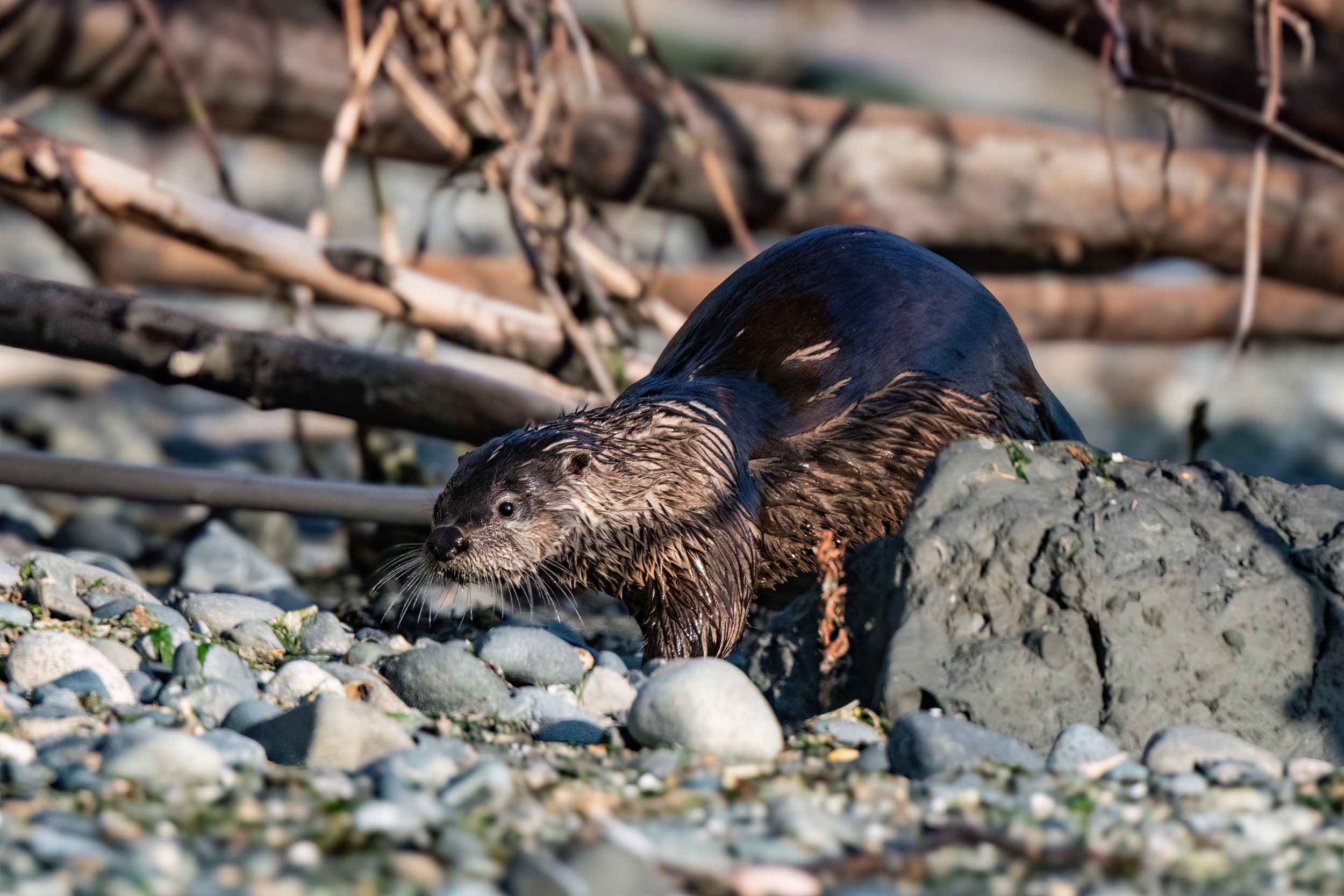 A sneaky river otter on the beach at Discovery Park