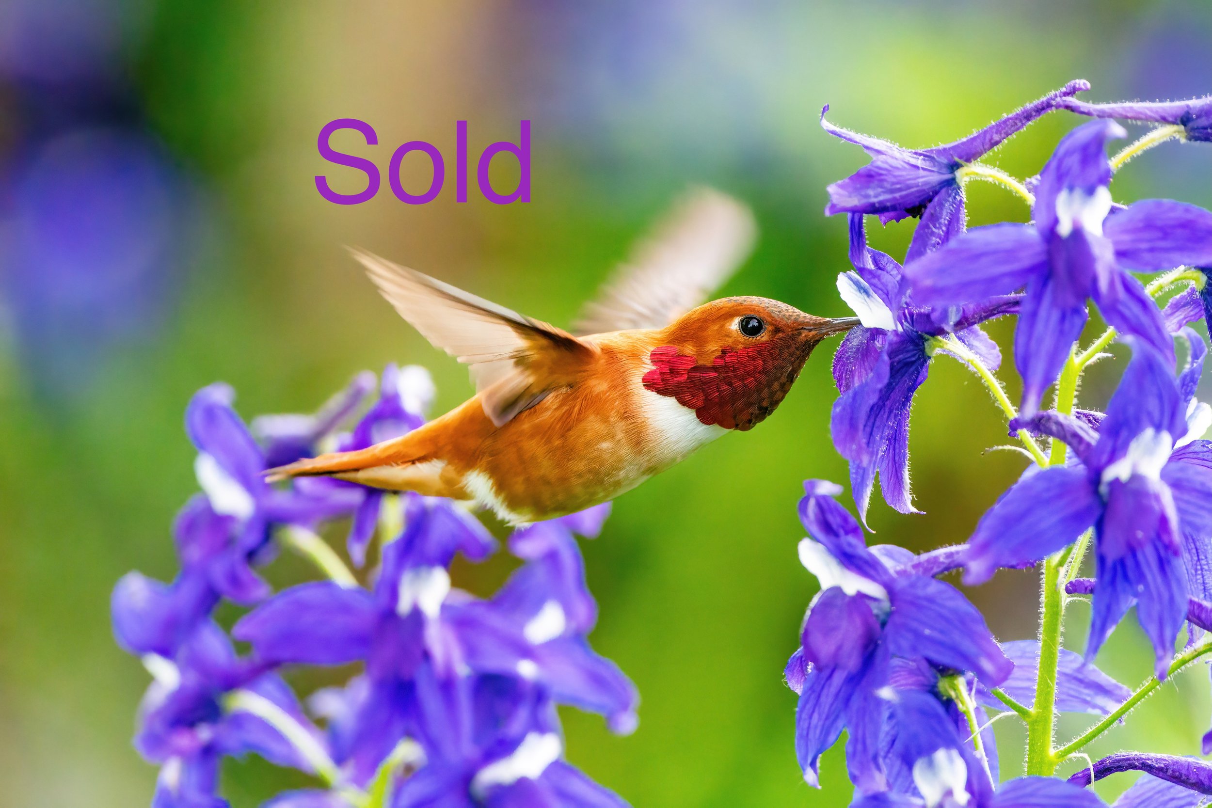 A male rufous hummingbird pollinating the delphinium