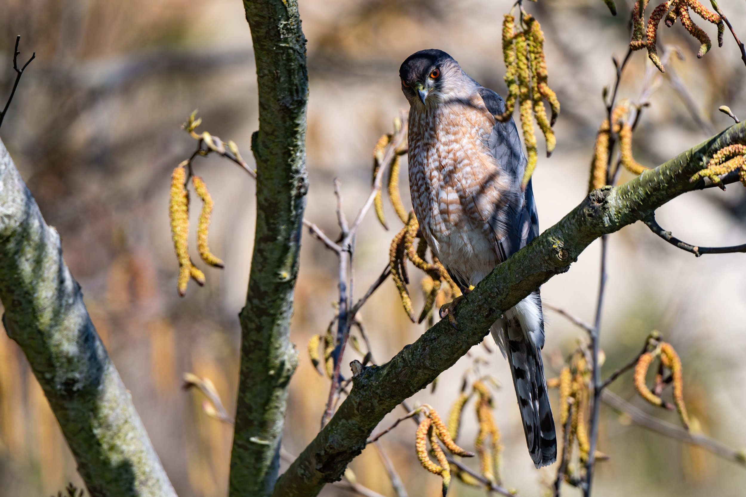 A Cooper's hawk (probably) hunting