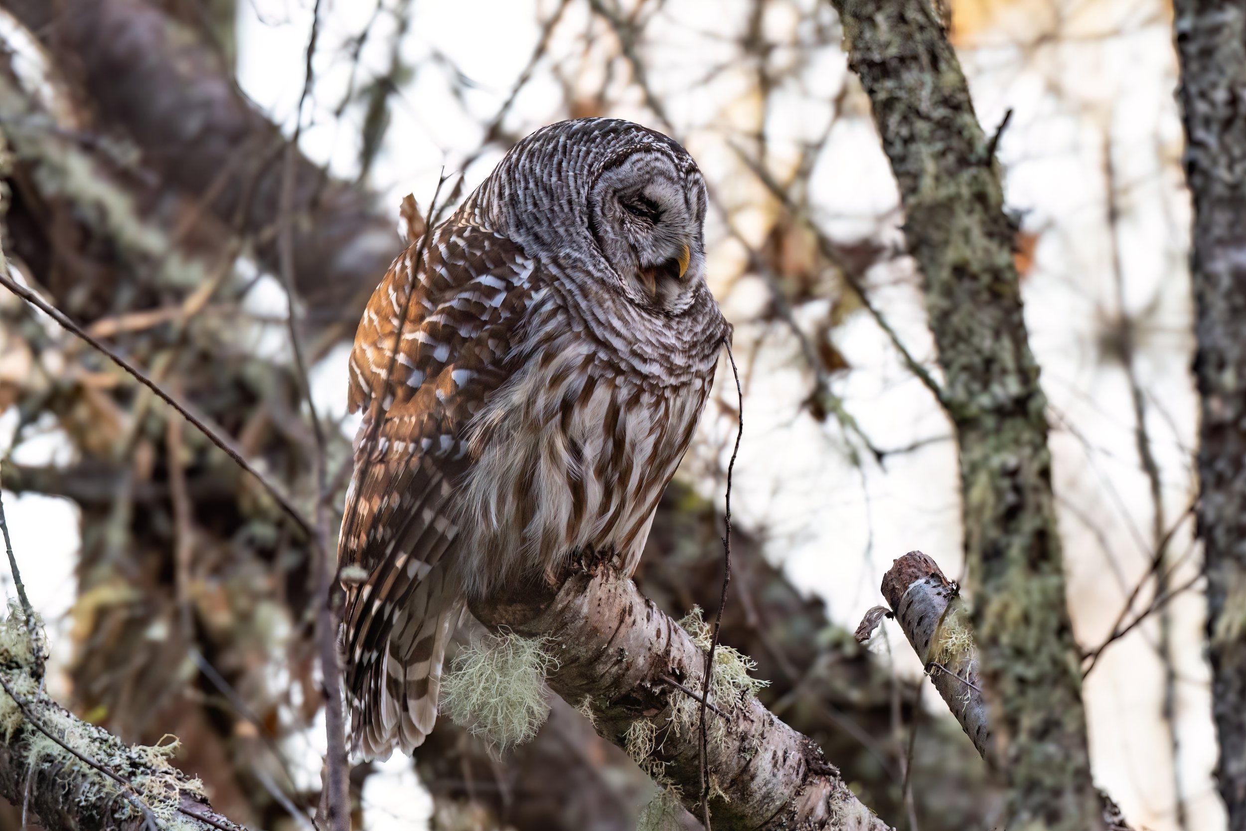 A barred owl yawns in winter sunlight