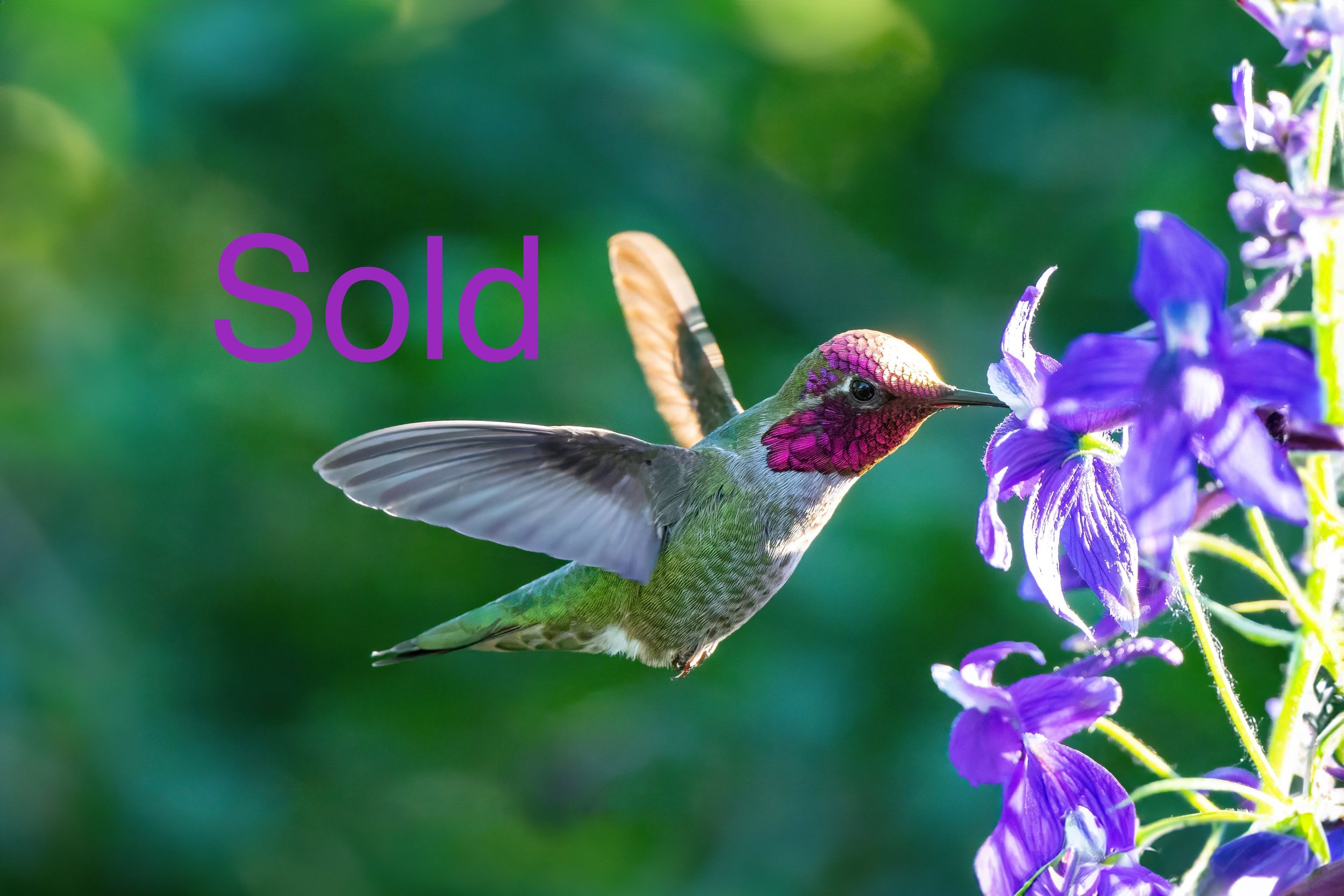 A male Anna's hummingbird pollinating the delphinium