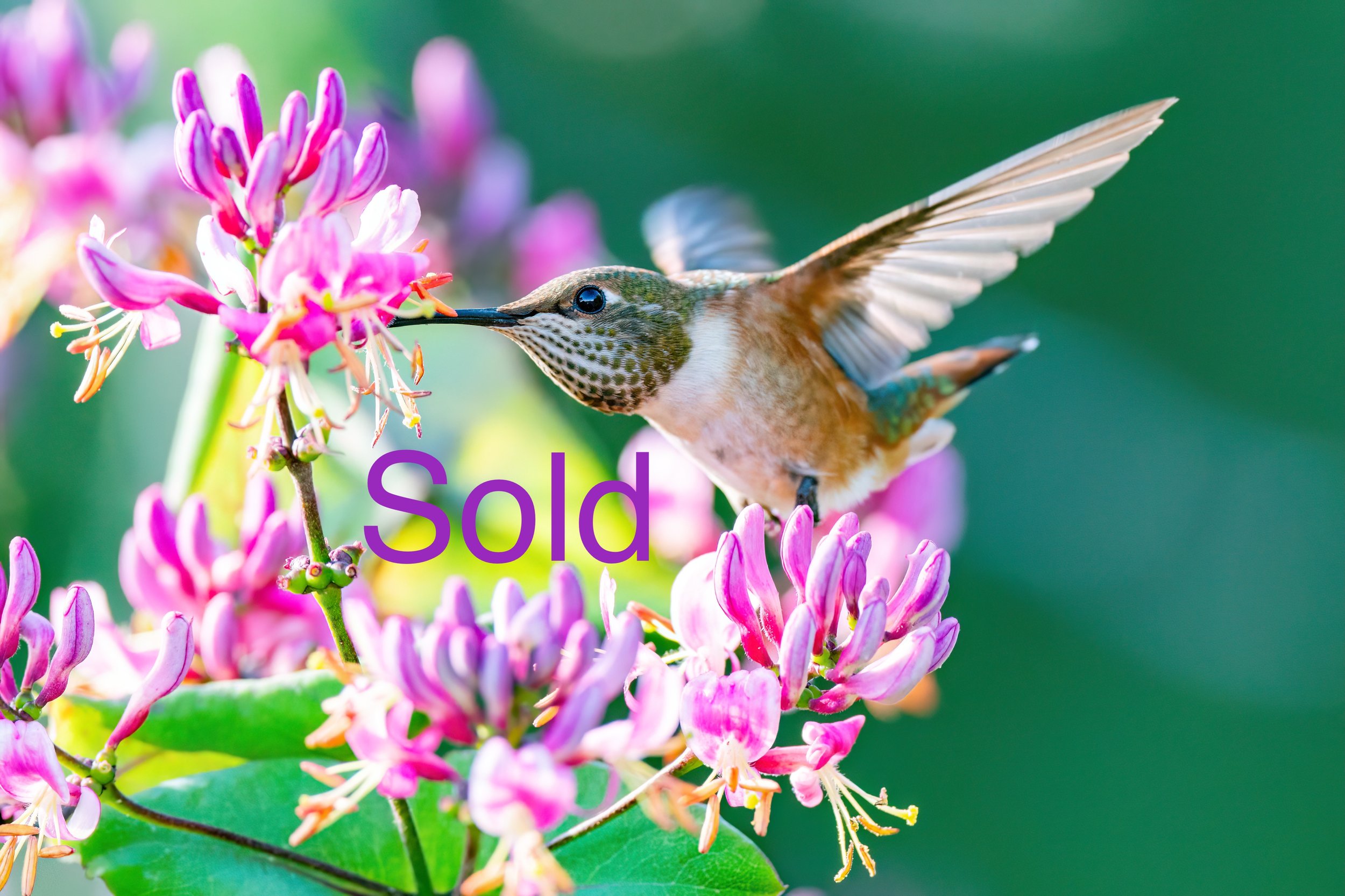 A female rufous hummingbird pollinating pink honeysuckle